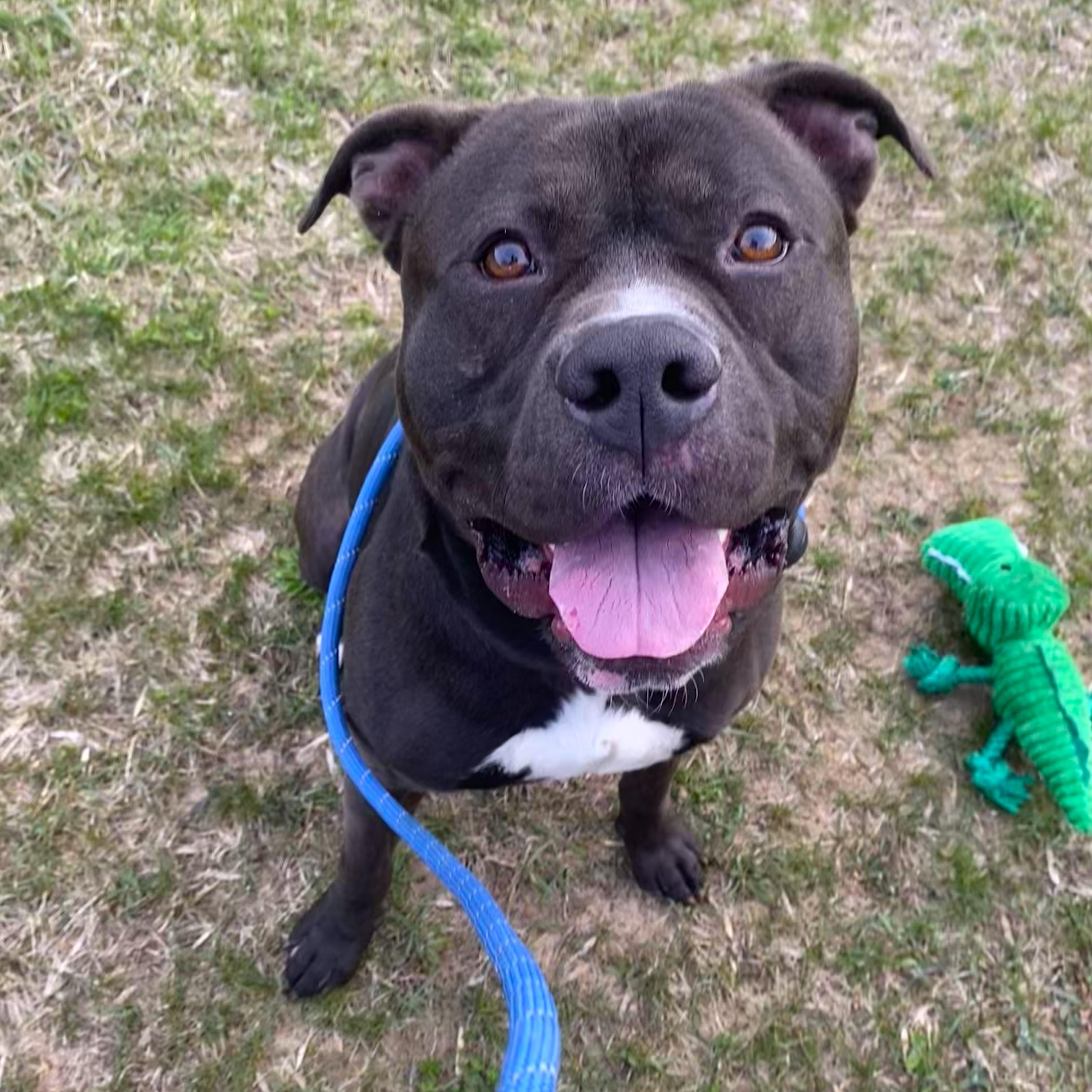 Chaos, ADOPTABLE, Adult Male Pit Bull Terrier.