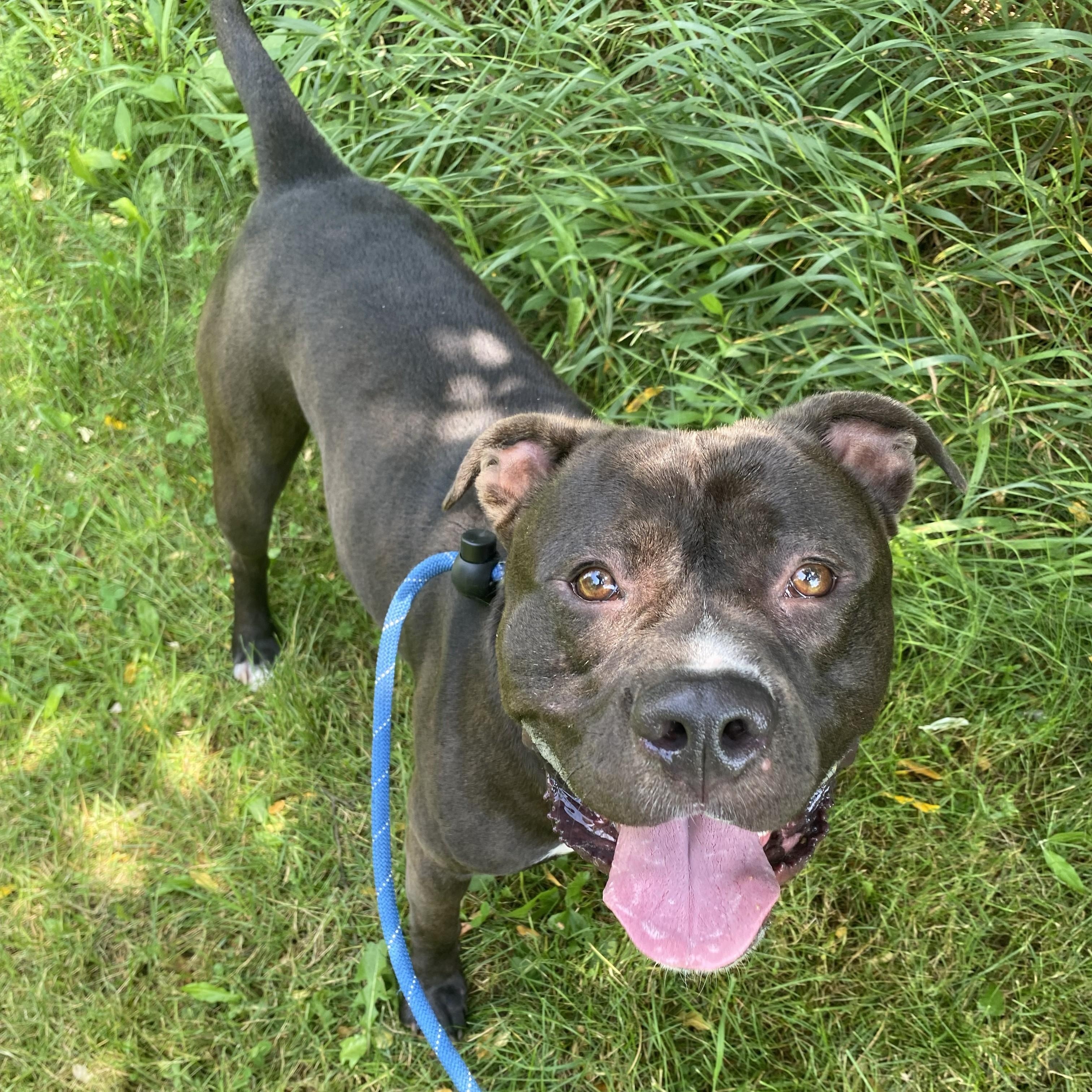 Chaos, a ADOPTABLE Pit Bull Terrier in Allegan, MI image 2/6