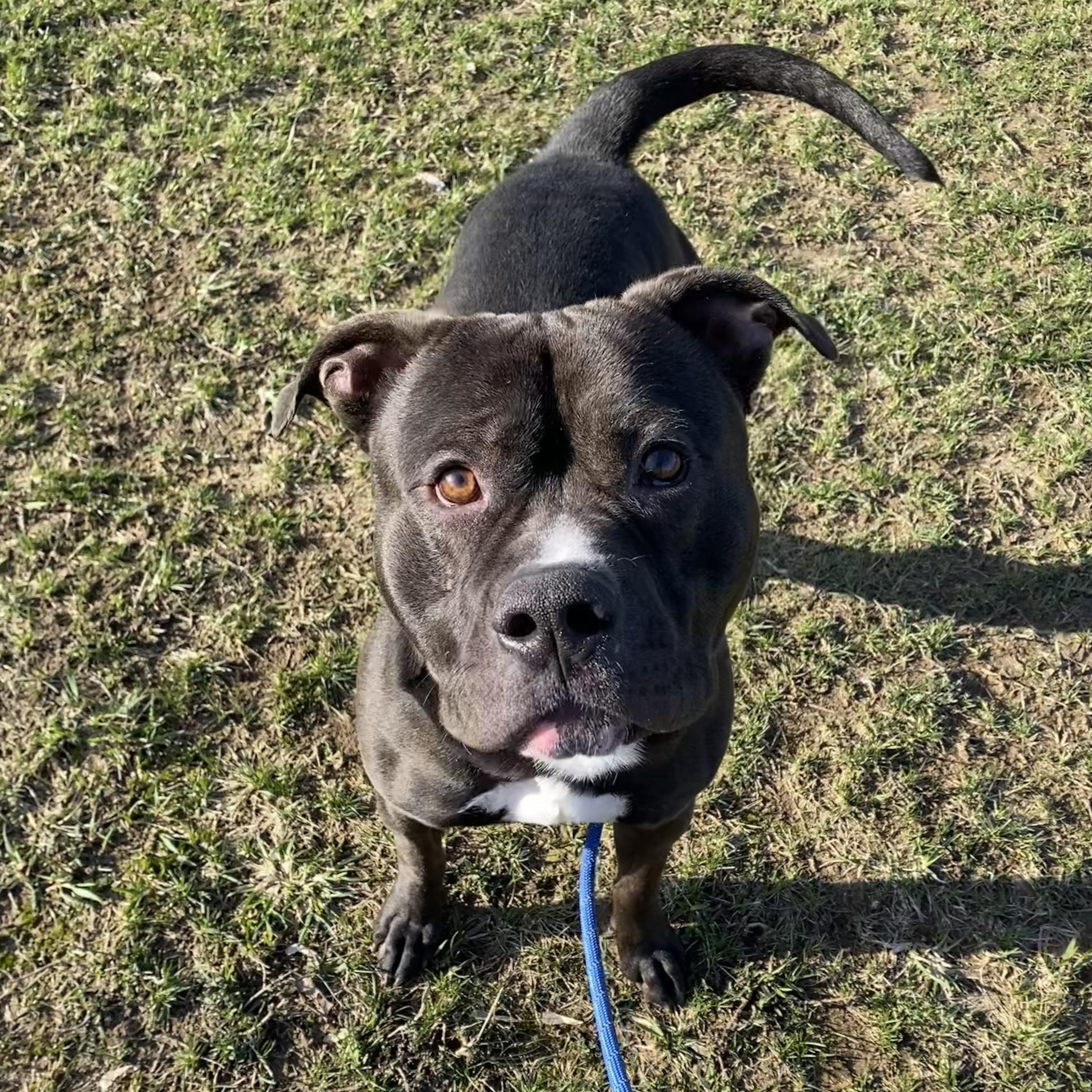 Enlarge Chaos, a ADOPTABLE Pit Bull Terrier in Allegan, MI image 3/6