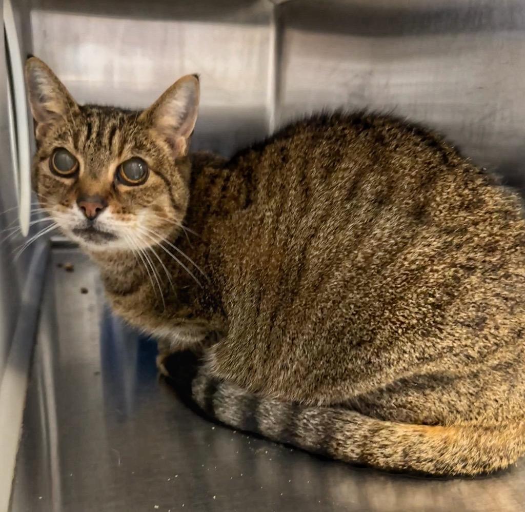 Squeaky, Adoptable, Senior Female Domestic Short Hair.