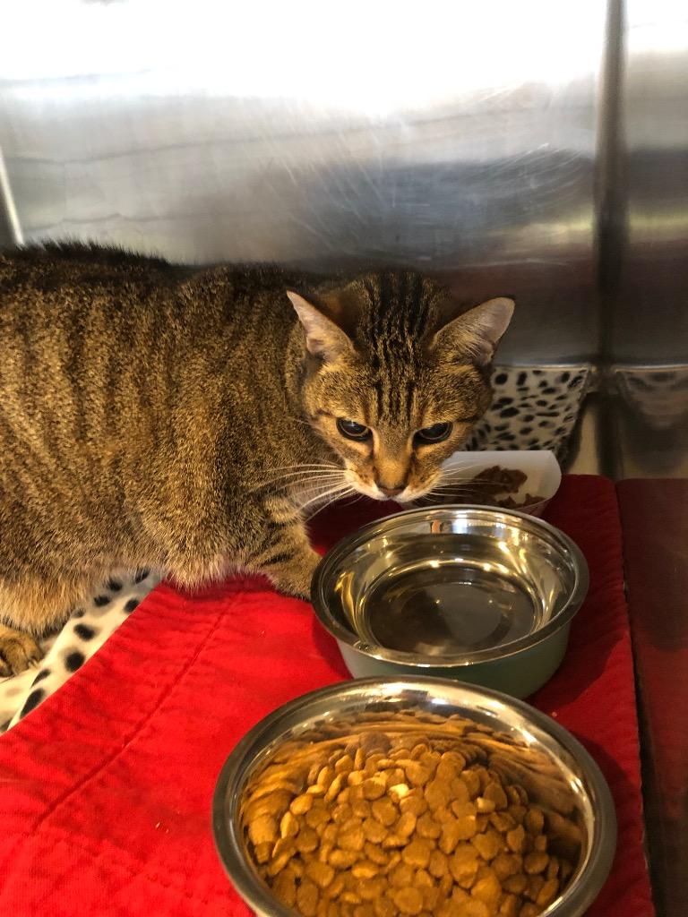 Squeaky, Adoptable, Senior Female Domestic Short Hair.