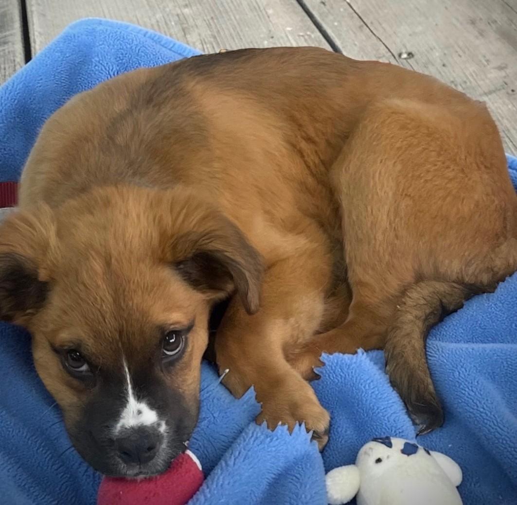 Enlarge Calzone, an adopted Mixed Breed in Miller Beach, IN image 1/1