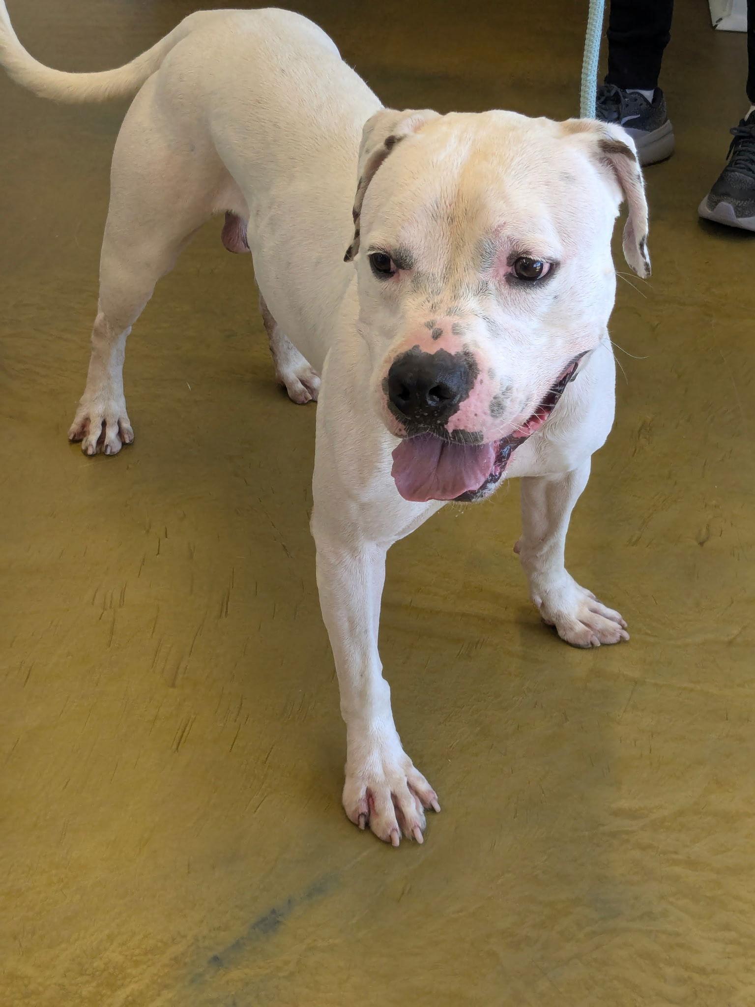 Cash (Courtesy post), Adoptable, Young Male American Bulldog & Pit Bull Terrier.