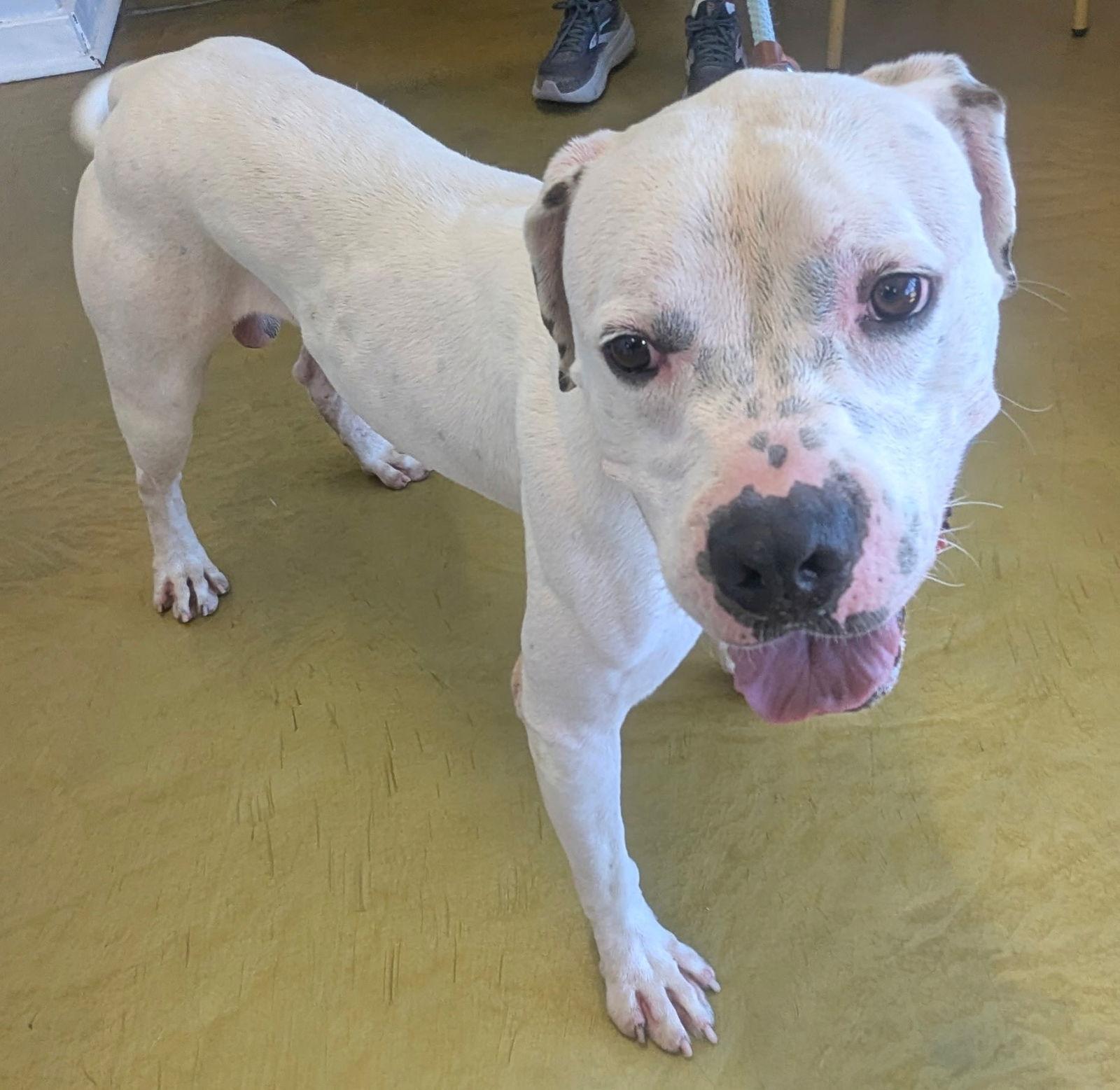 Cash (Courtesy post), a Adoptable mixed breed in Phoenix, AZ image 2/3