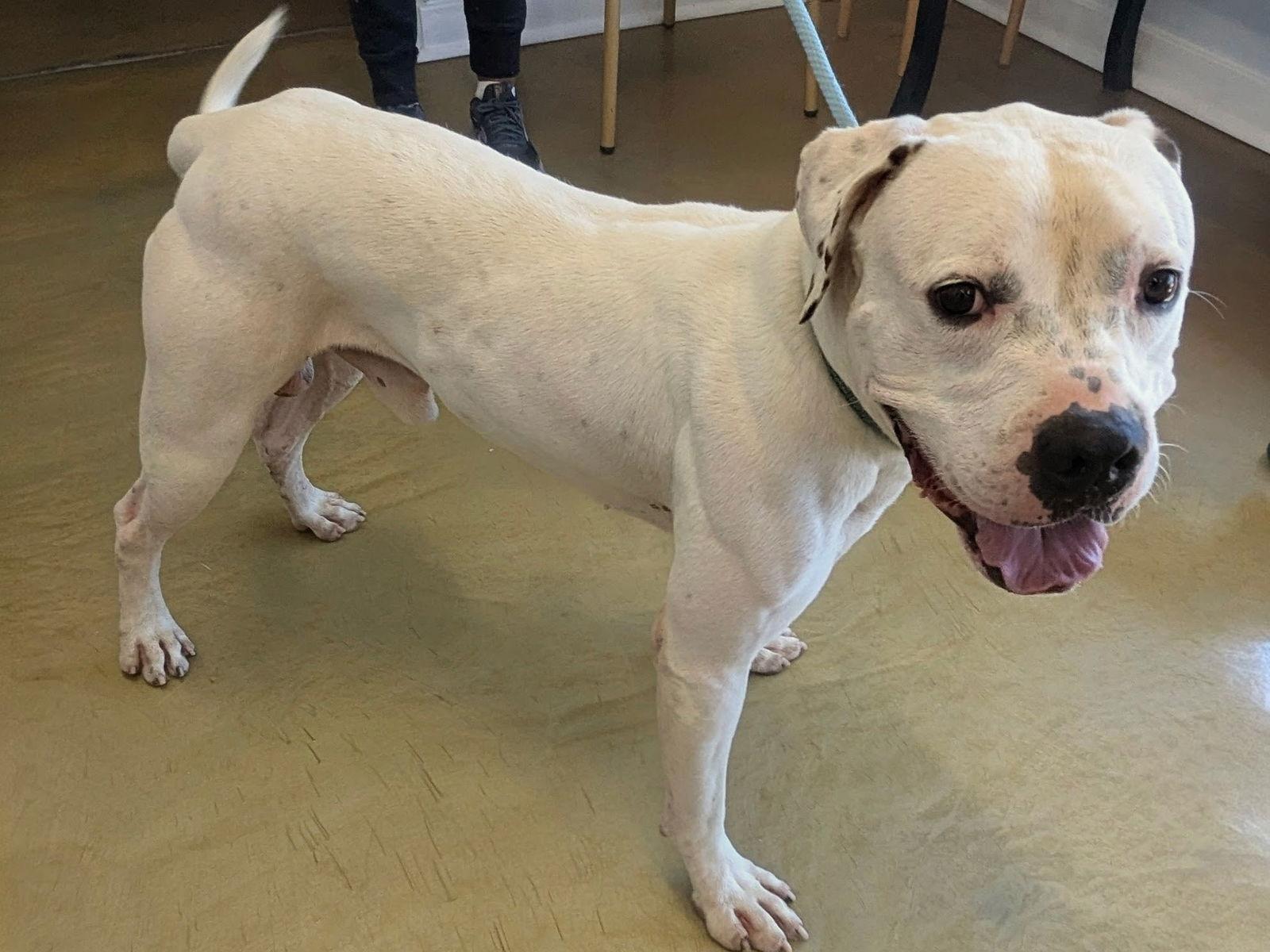 Cash (Courtesy post), a Adoptable mixed breed in Phoenix, AZ image 3/3