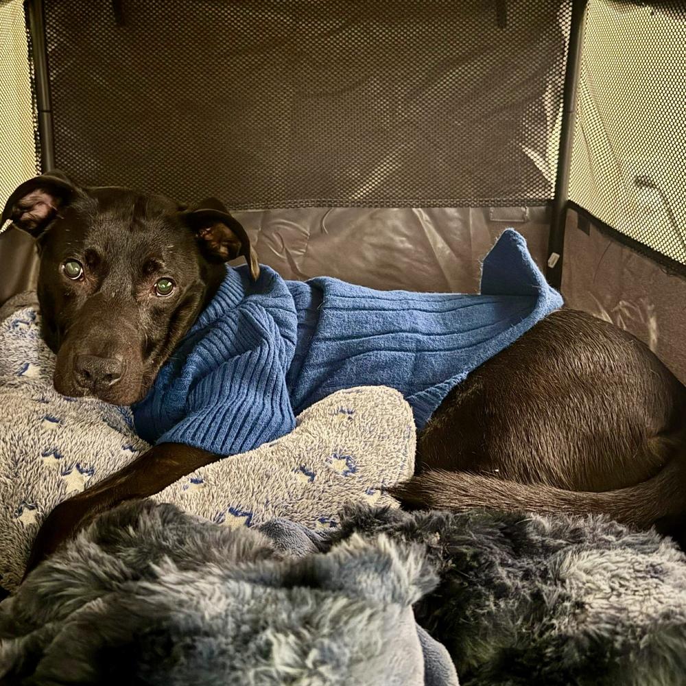 River Run, a Adoptable mixed breed in Long Island City, NY image 1/3