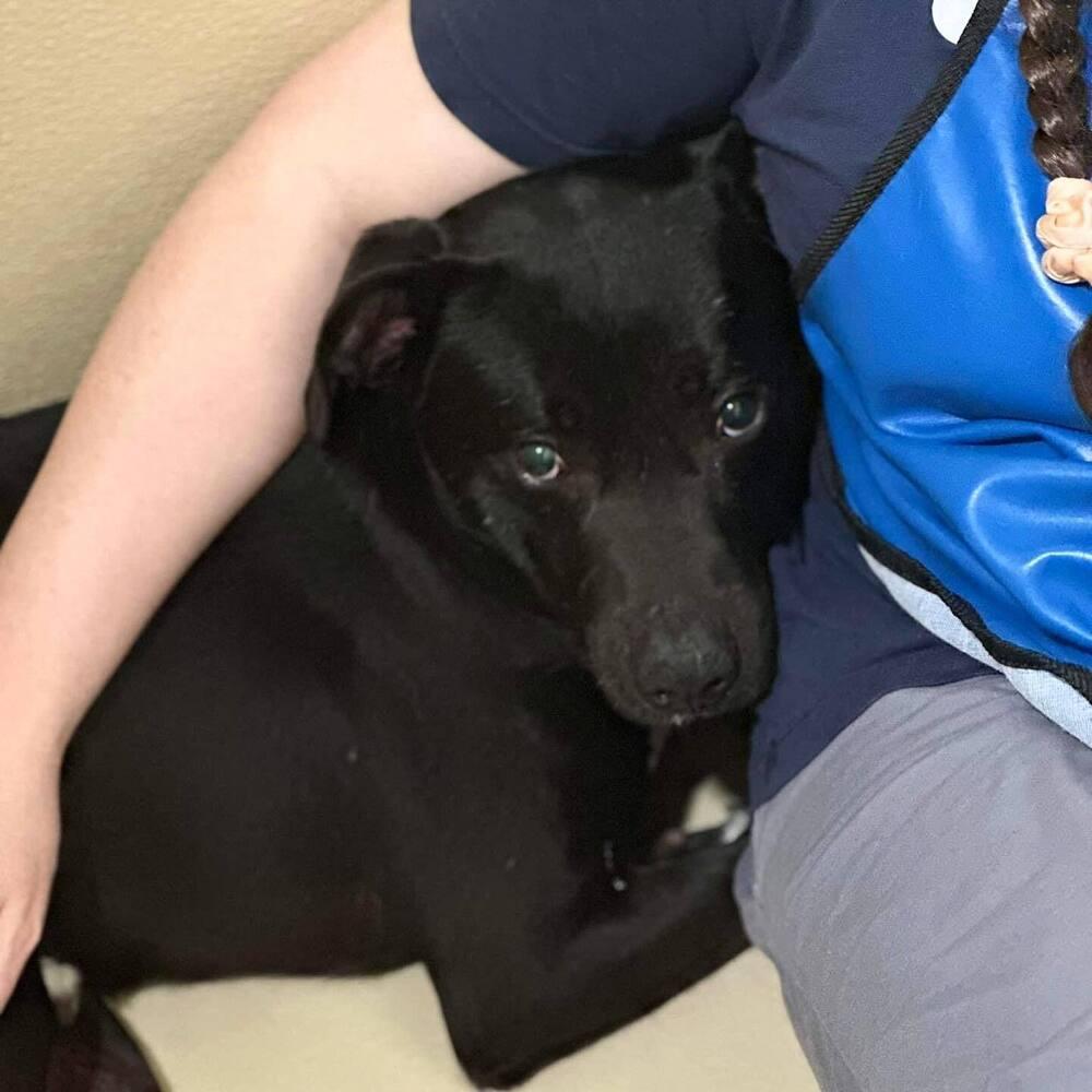 River Run, a Adoptable mixed breed in Long Island City, NY image 2/3