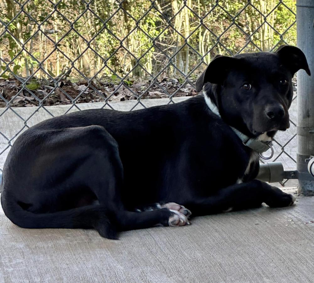 River Run, a Adoptable mixed breed in Long Island City, NY image 3/3