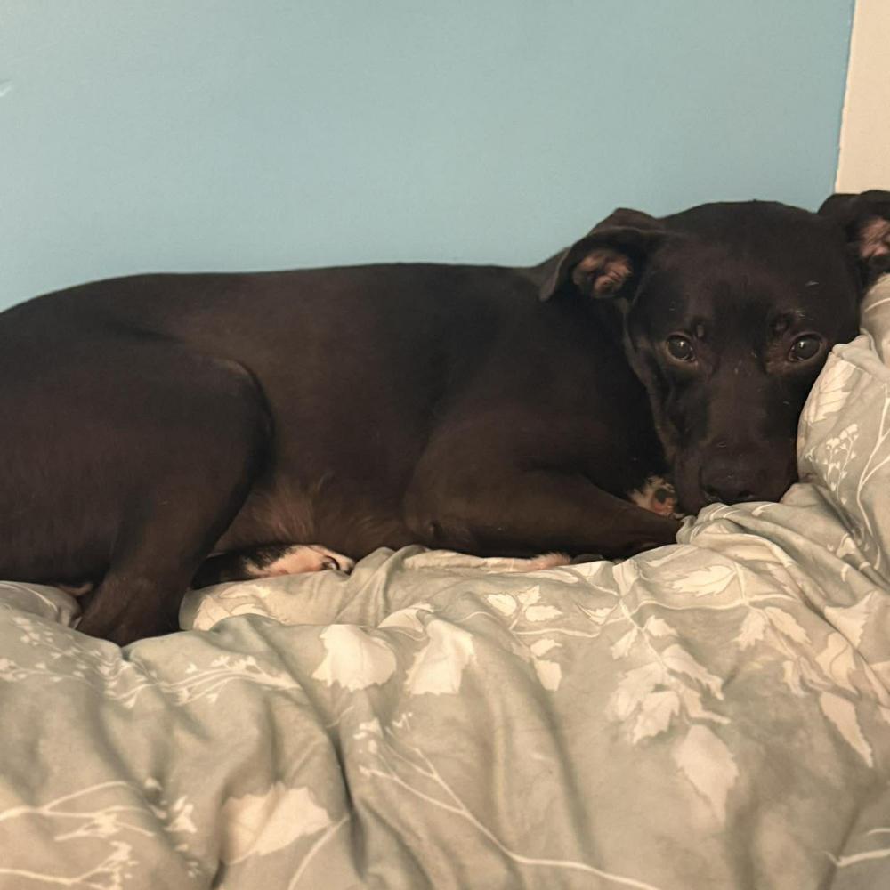 Enlarge River Run, a Adoptable mixed breed in Long Island City, NY image 4/4