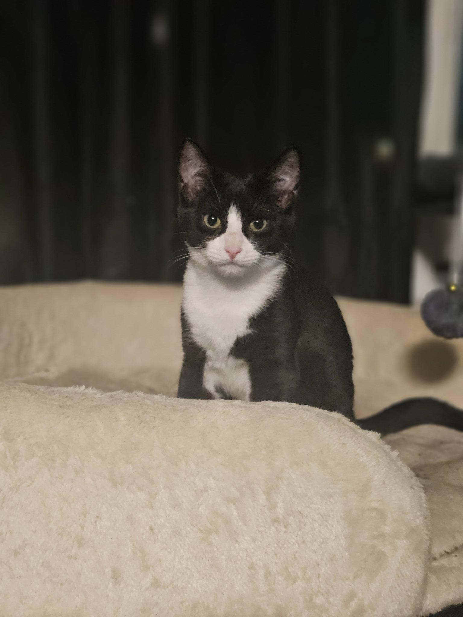 Twyla, adoptable, Young Female Domestic Short Hair.