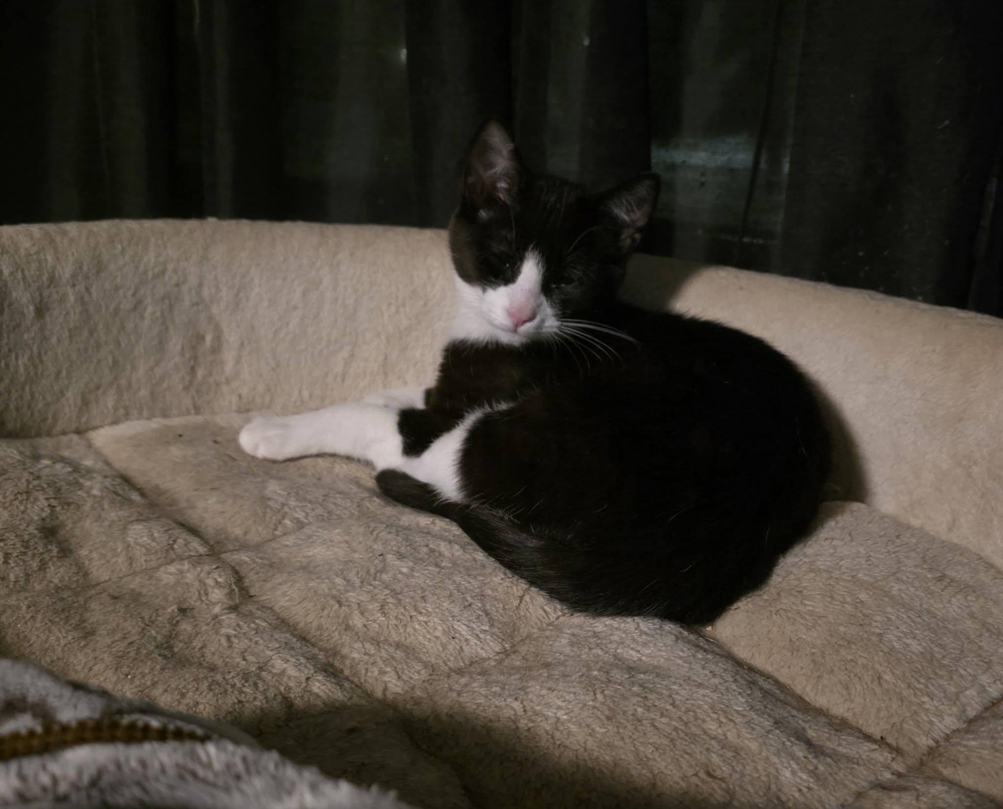 Enlarge Twyla, an adoptable Domestic Short Hair in Spencerville, ON image 6/6