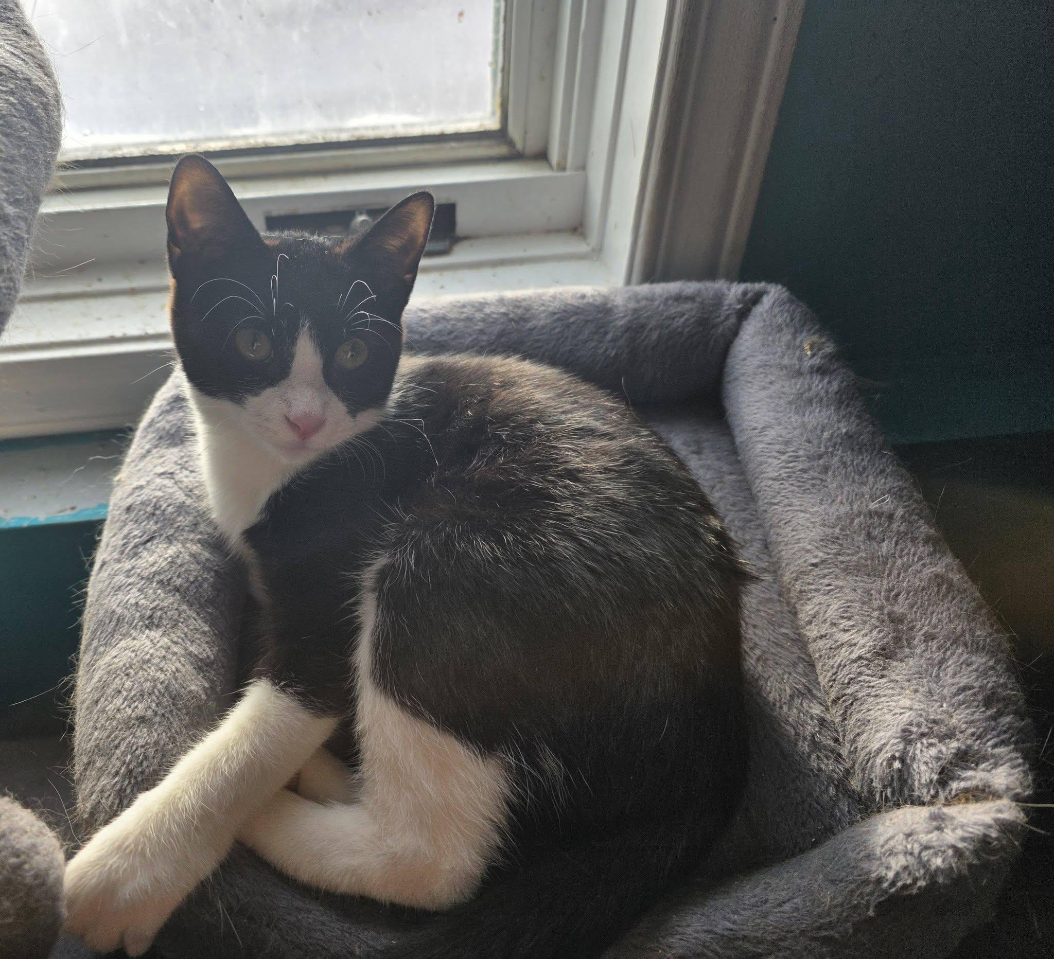 Enlarge Twyla, an adoptable Domestic Short Hair in Spencerville, ON image 4/6