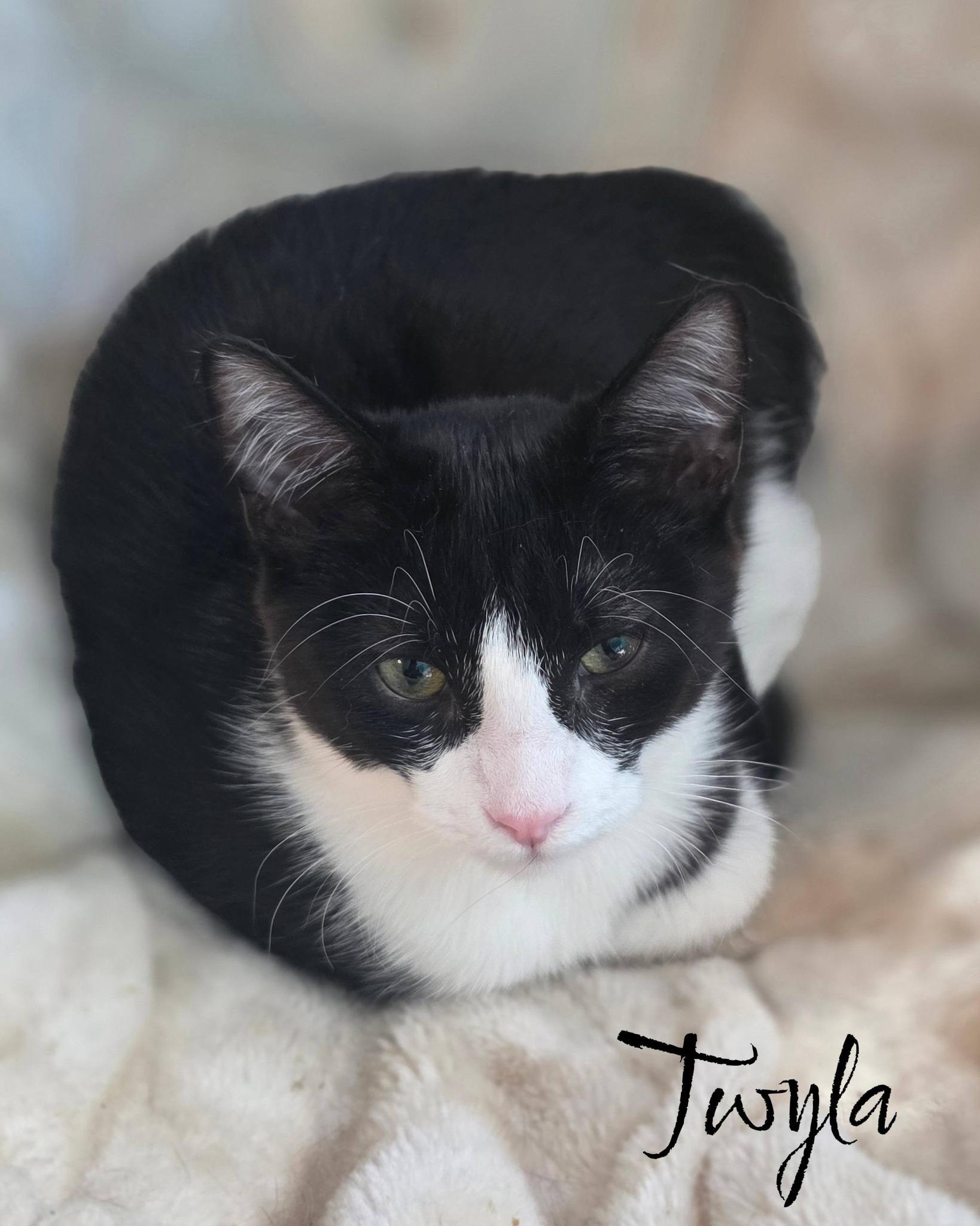 Enlarge Twyla, an adoptable Domestic Short Hair in Spencerville, ON image 5/6