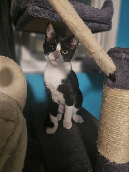 Enlarge Twyla, an adoptable Domestic Short Hair in Spencerville, ON image 2/6