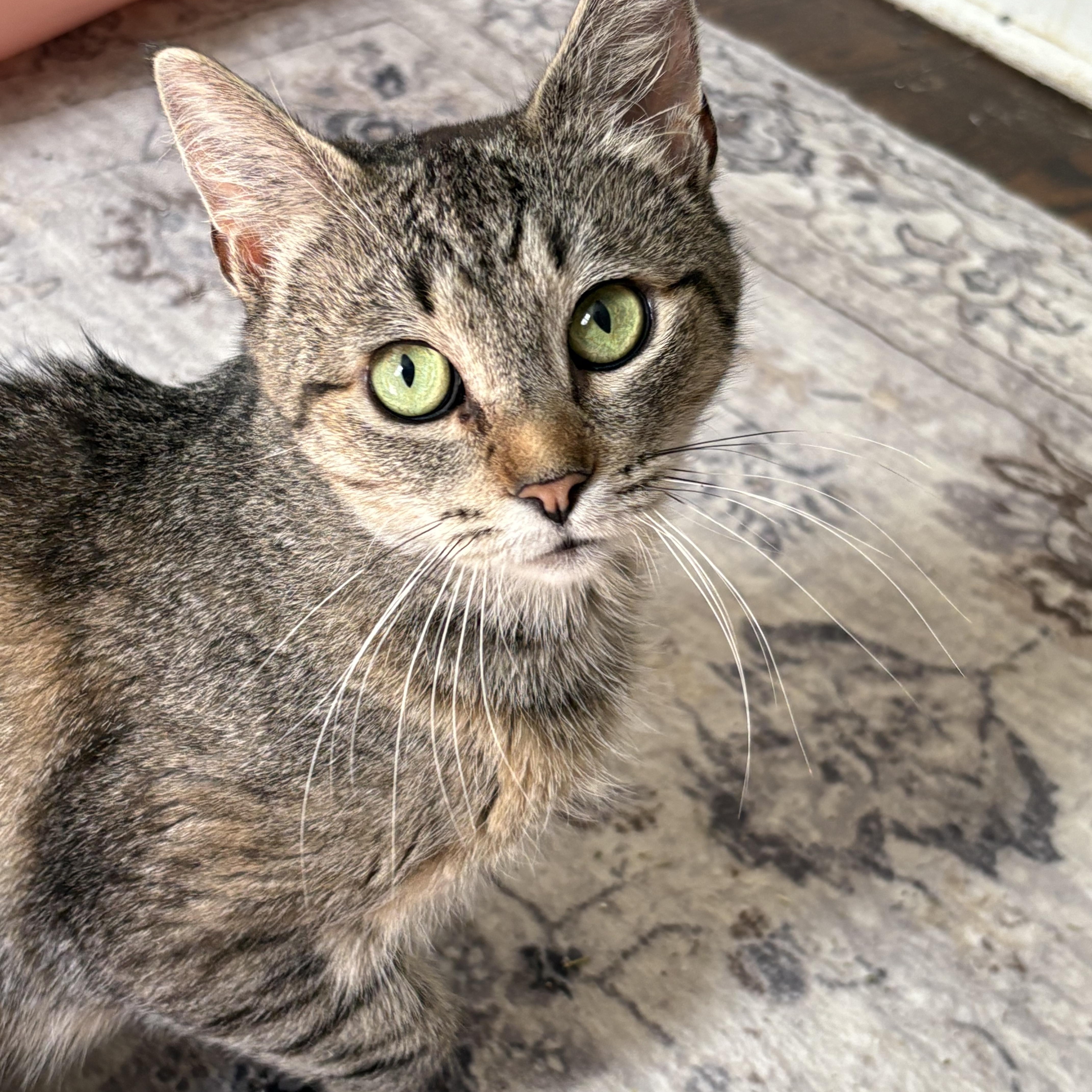 Honey, adoptable, Young Female Domestic Short Hair.