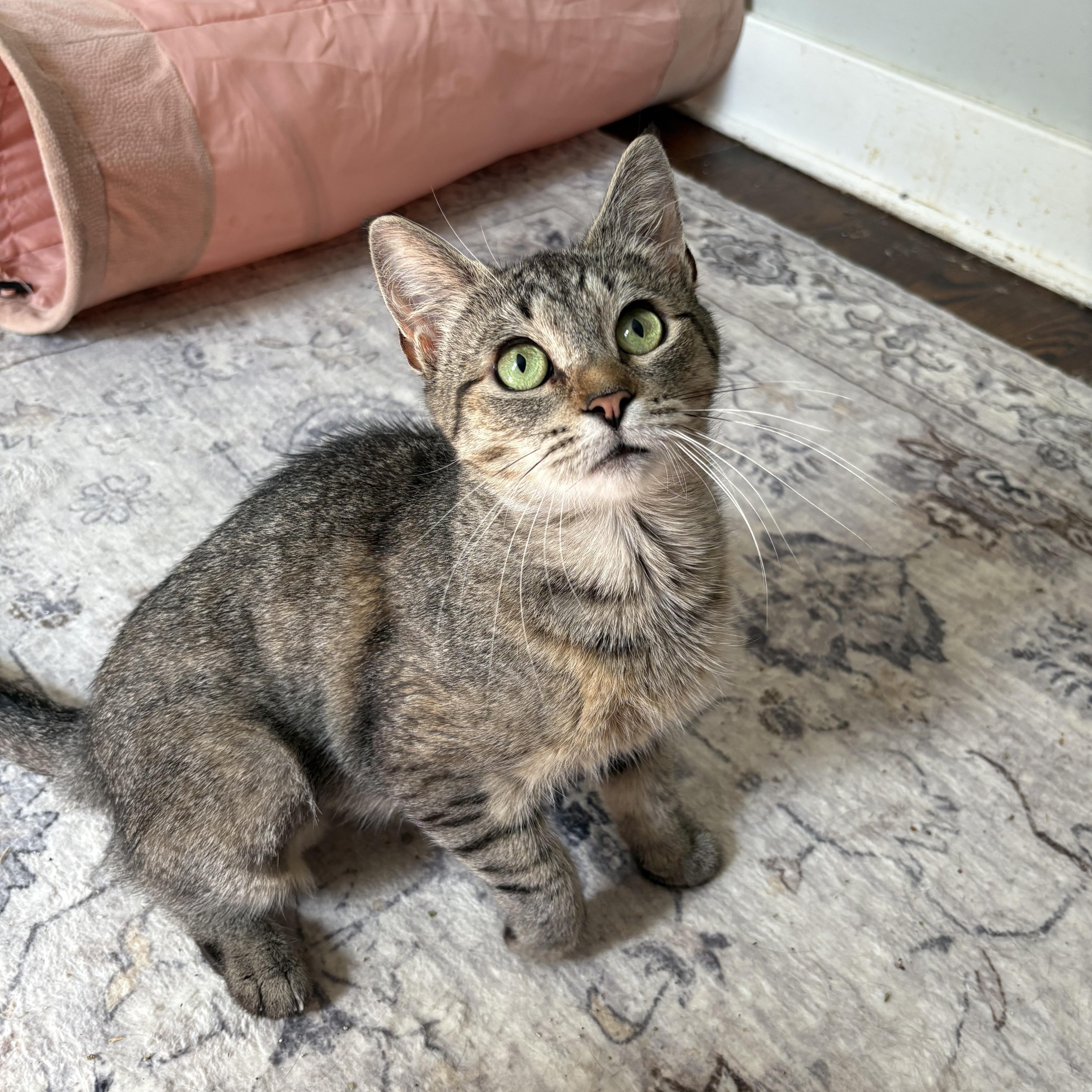 Enlarge Honey, an adoptable Domestic Short Hair in Mayfield, NY image 2/4