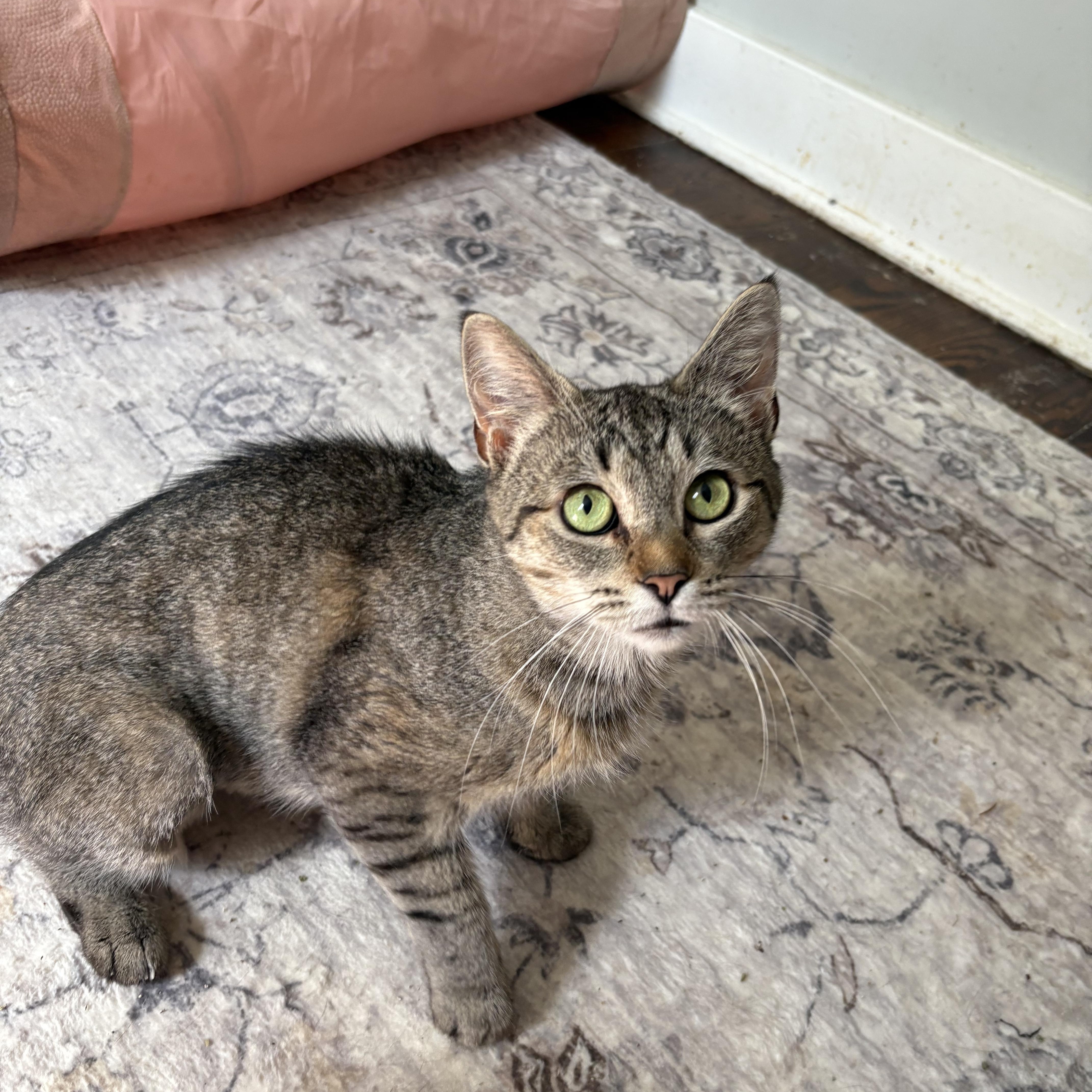 Enlarge Honey, an adoptable Domestic Short Hair in Mayfield, NY image 3/4