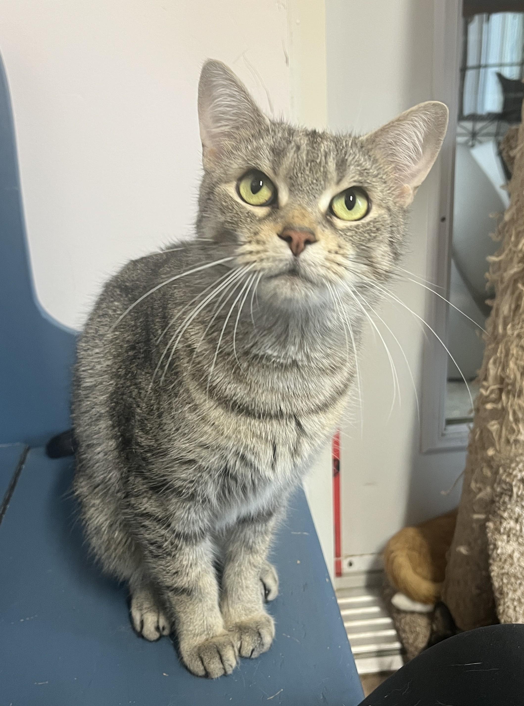 Enlarge SIERRA (CR/SC), an adoptable Domestic Short Hair in Sainte-Angele-de-Monnoir, QC image 3/6