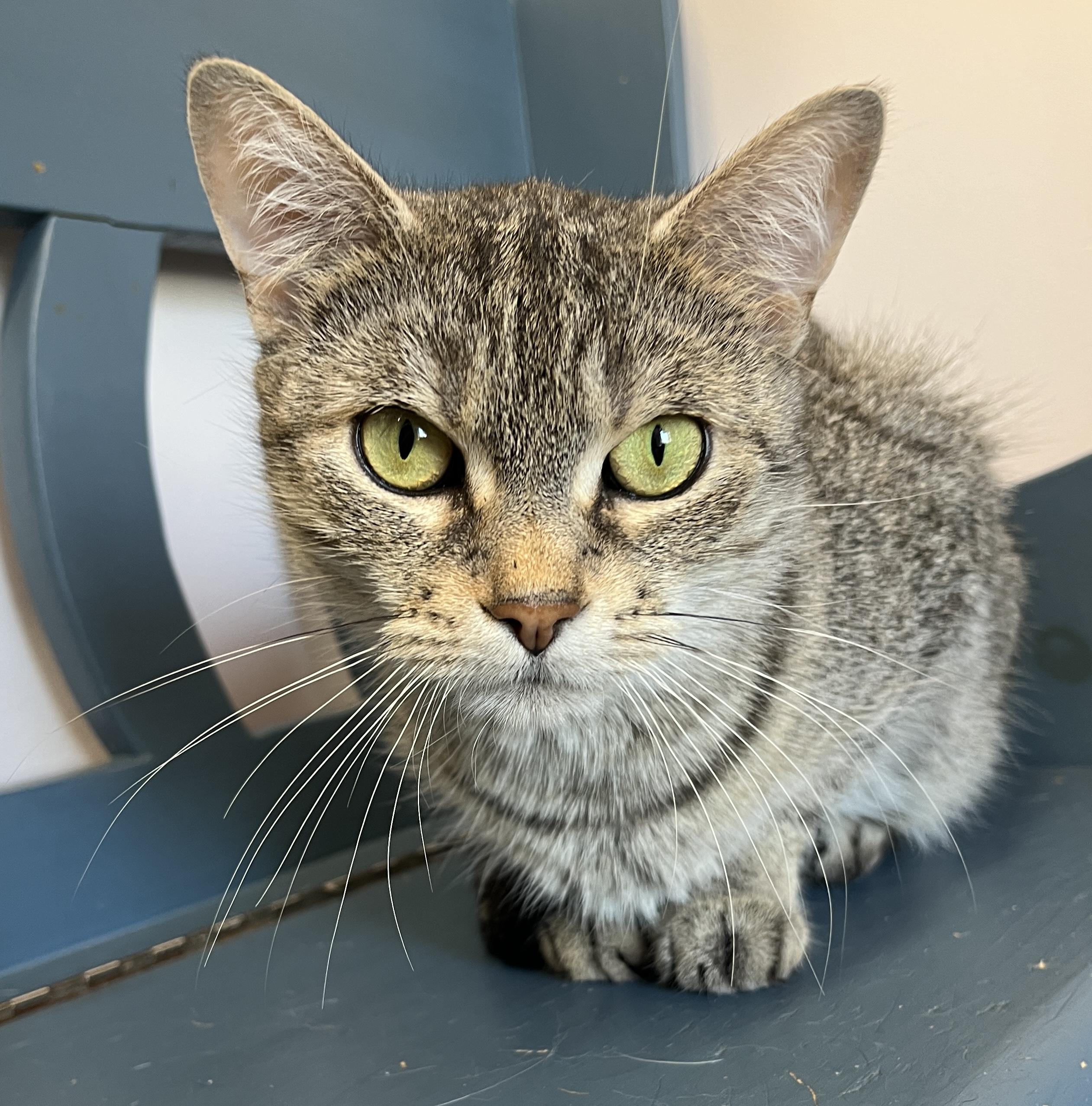 Enlarge SIERRA (CR/SC), an adoptable Domestic Short Hair in Sainte-Angele-de-Monnoir, QC image 1/6