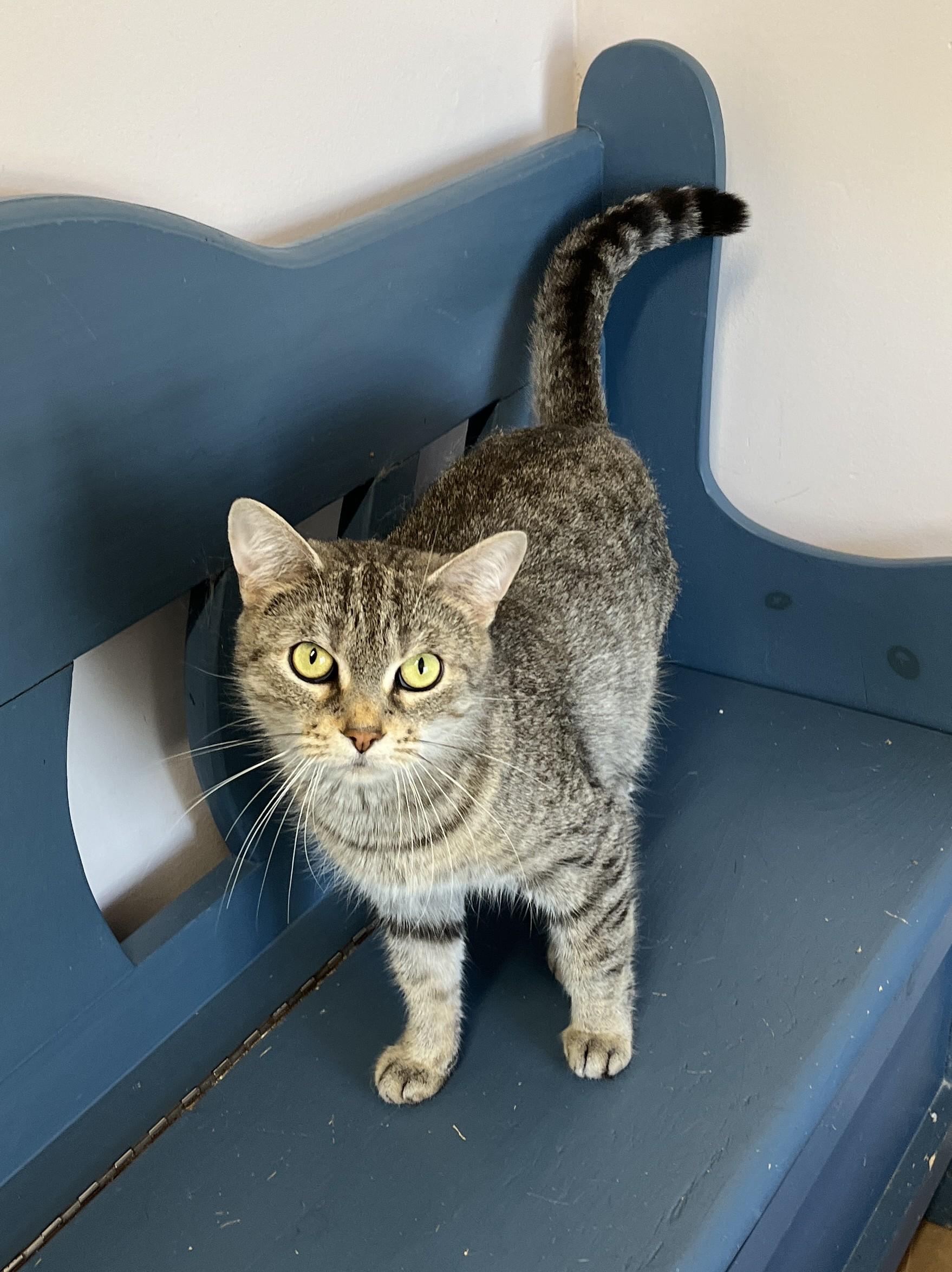 Enlarge SIERRA (CR/SC), an adoptable Domestic Short Hair in Sainte-Angele-de-Monnoir, QC image 4/6