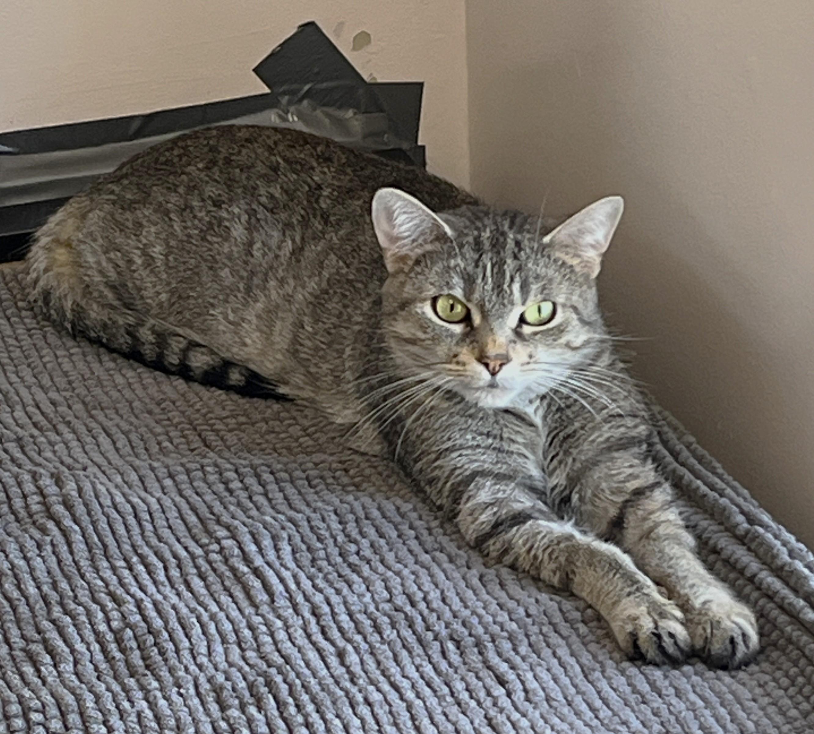 Enlarge SIERRA (CR/SC), an adoptable Domestic Short Hair in Sainte-Angele-de-Monnoir, QC image 6/6