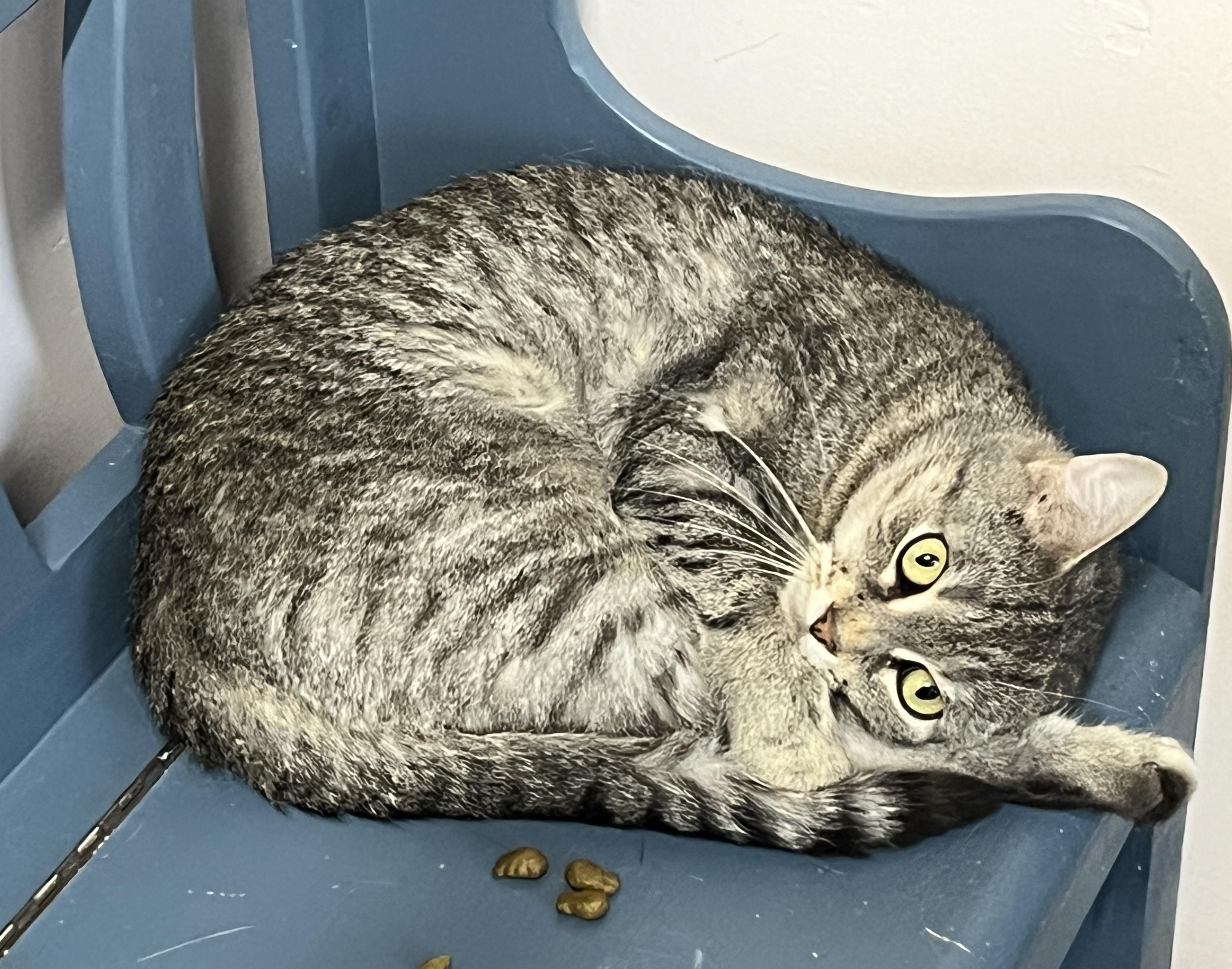 Enlarge SIERRA (CR/SC), an adoptable Domestic Short Hair in Sainte-Angele-de-Monnoir, QC image 2/6