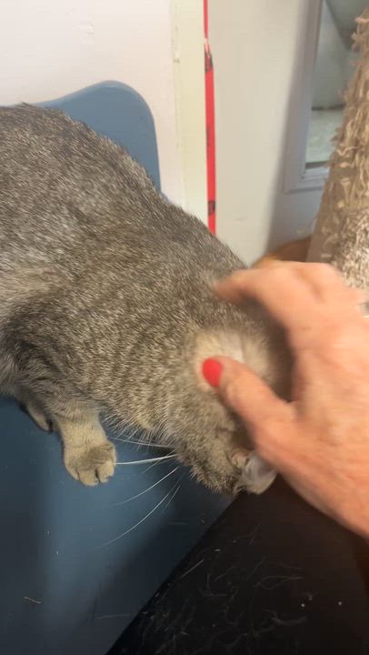 Enlarge SIERRA (CR/SC), an adoptable Domestic Short Hair in Sainte-Angele-de-Monnoir, QC video 5/6