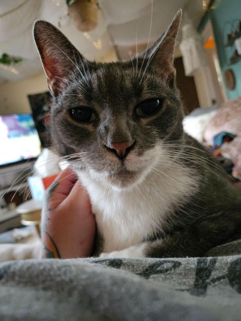 Boots, Adoptable, Senior Male Calico.