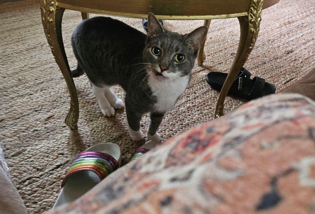 Boots, a Adopted Calico in LIberty, NY image 2/2