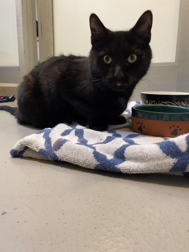 Enlarge Cosmic, a Adoptable mixed breed in Hyde Park, NY image 1/4