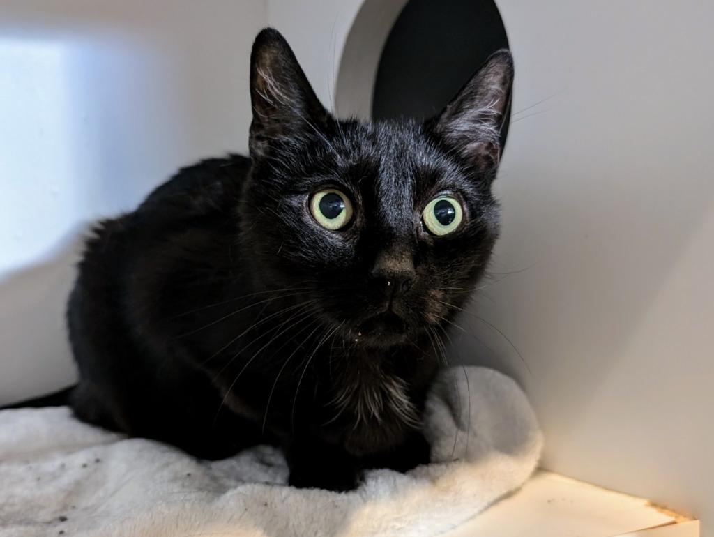 Enlarge Cosmic, a Adoptable mixed breed in Hyde Park, NY image 3/4