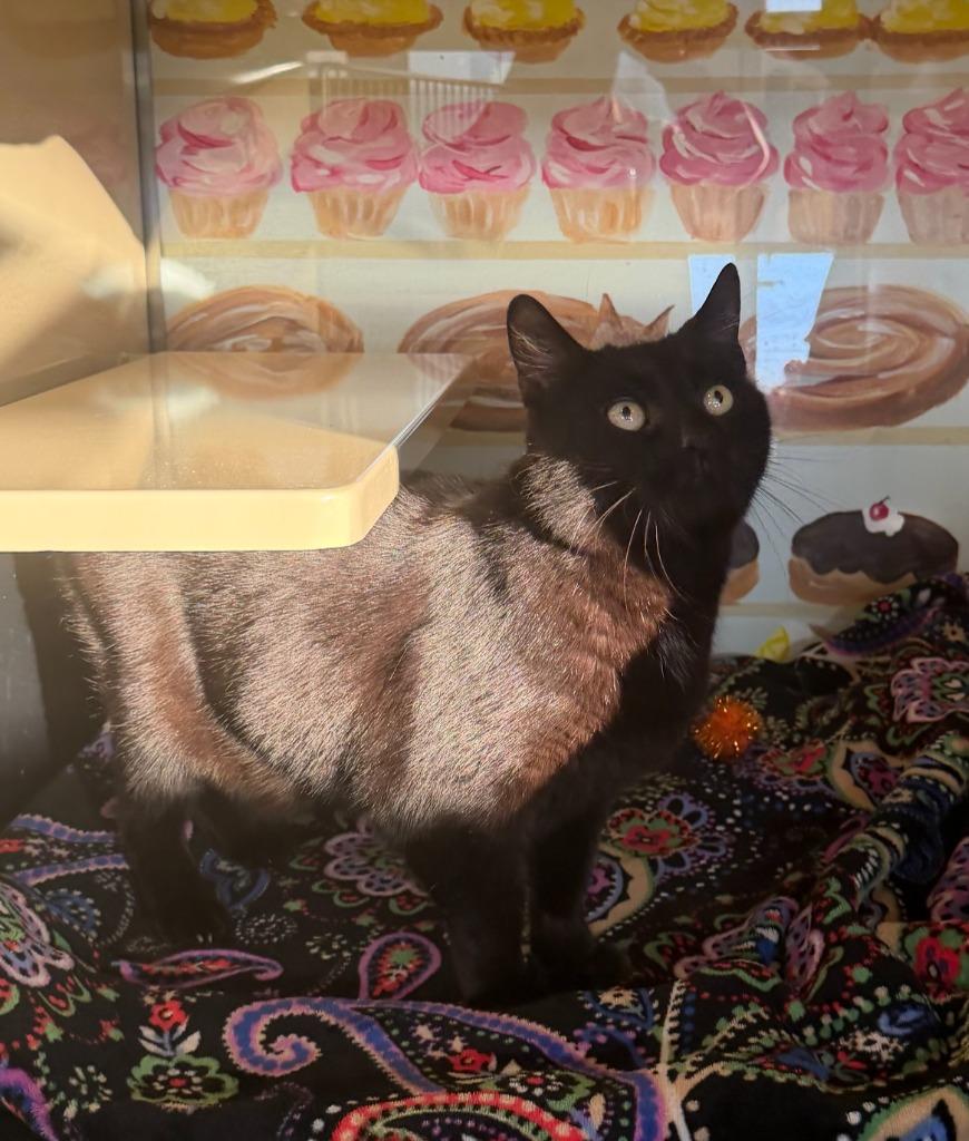 Enlarge Cosmic, a Adoptable mixed breed in Hyde Park, NY image 4/4