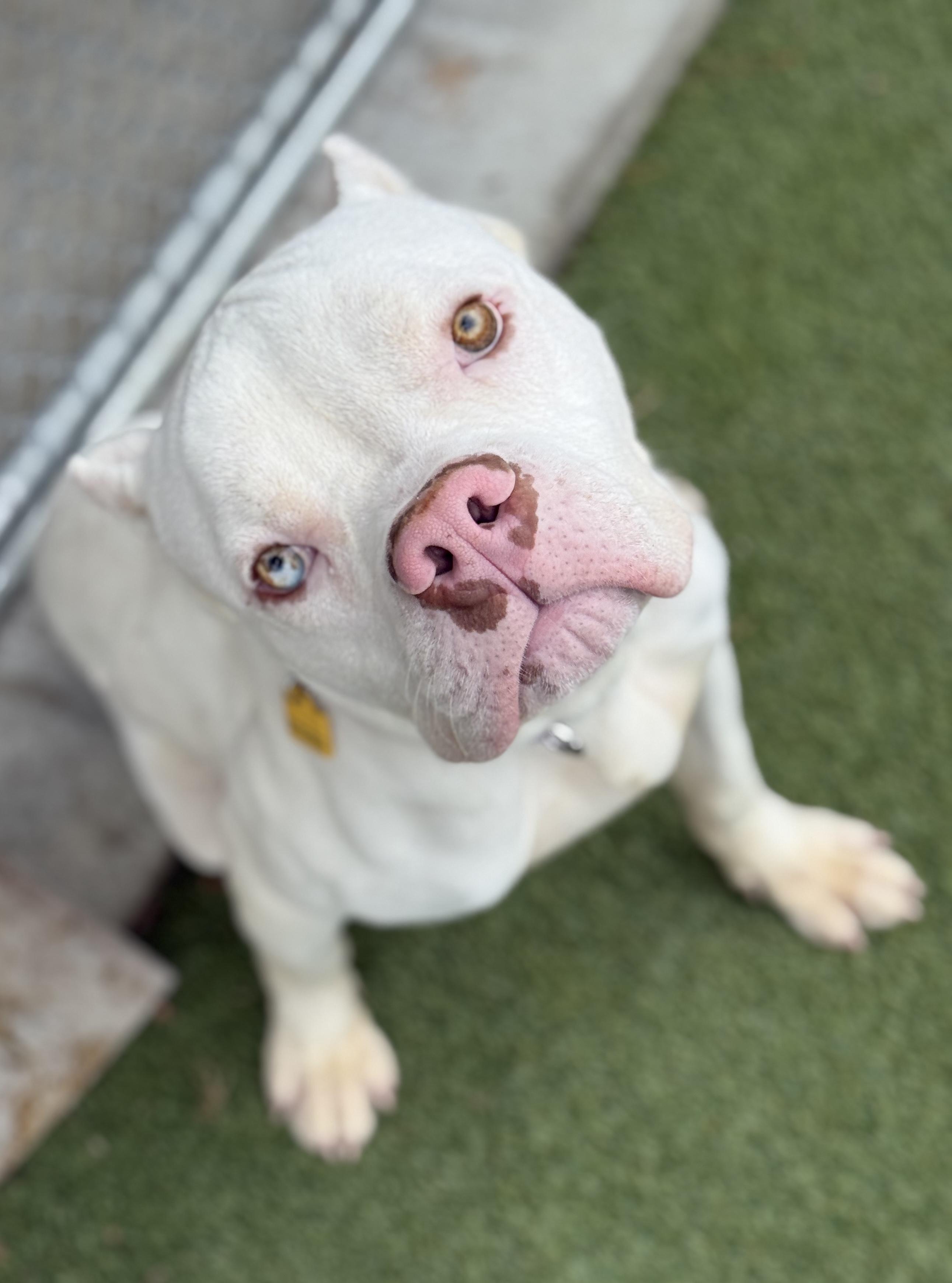 Enlarge Ranger, a ADOPTABLE mixed breed in Cleveland, OH image 1/5