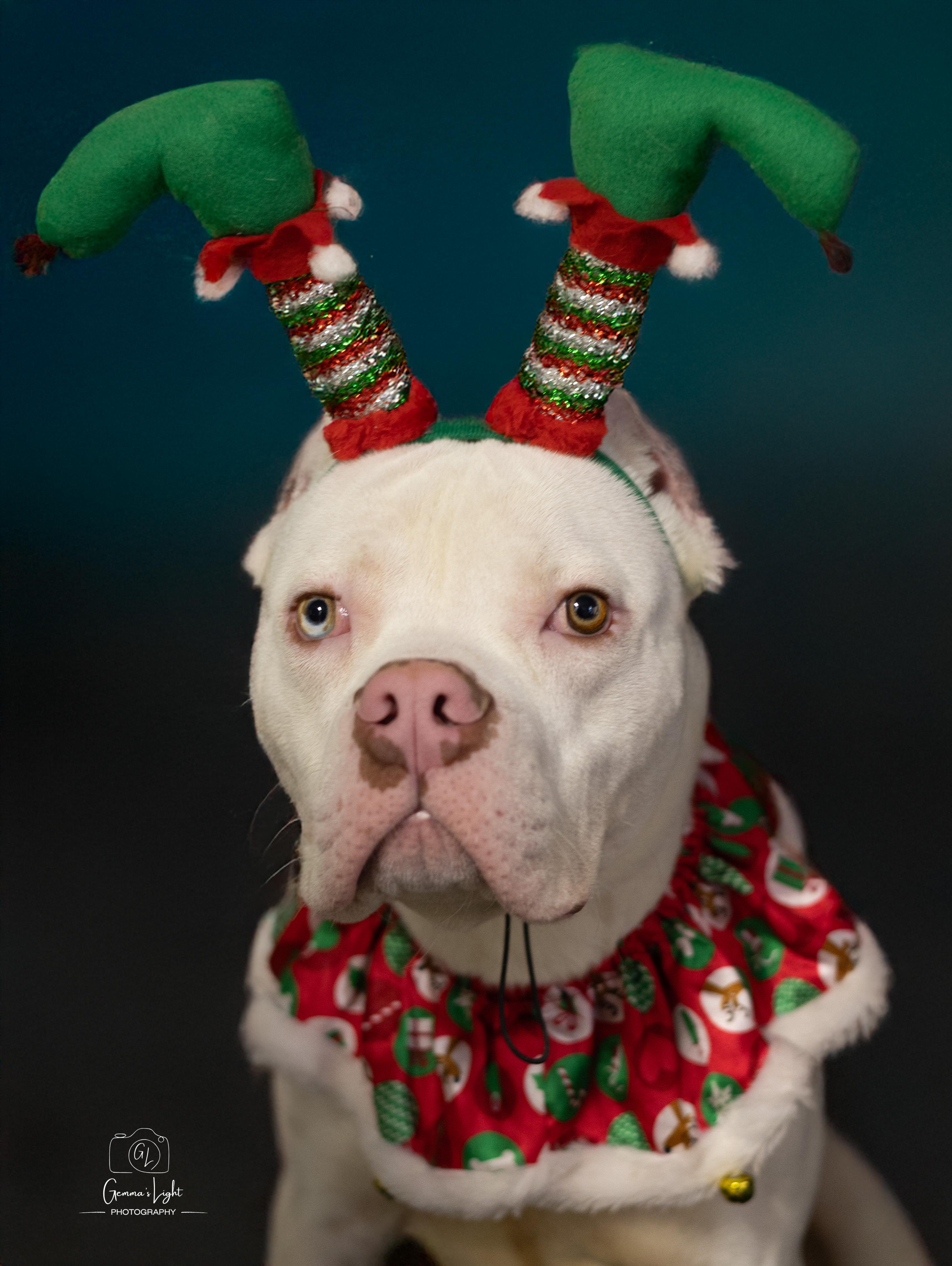 Enlarge Ranger, a ADOPTABLE mixed breed in Cleveland, OH image 2/5