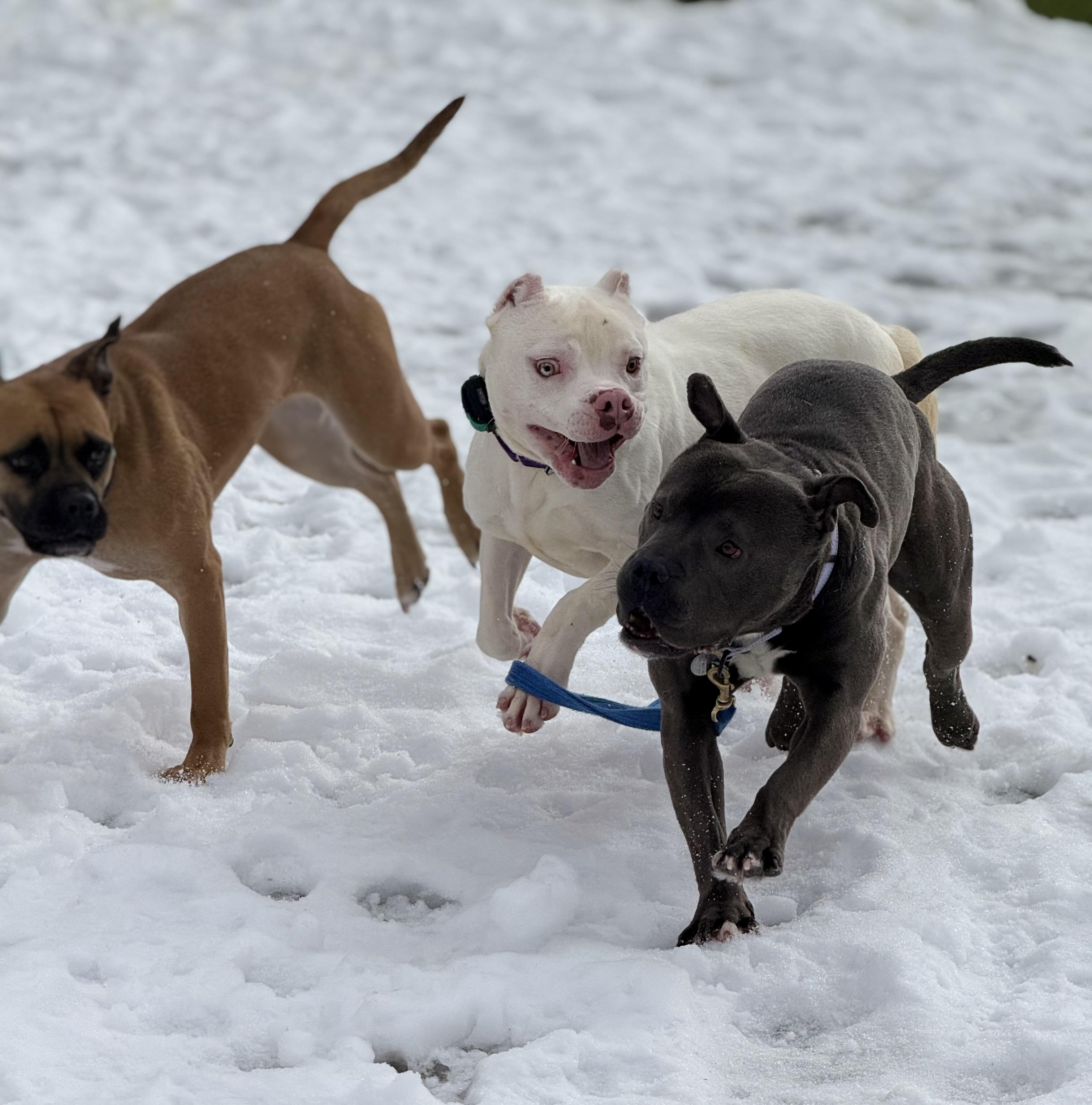 Enlarge Ranger, a ADOPTABLE mixed breed in Cleveland, OH image 6/6