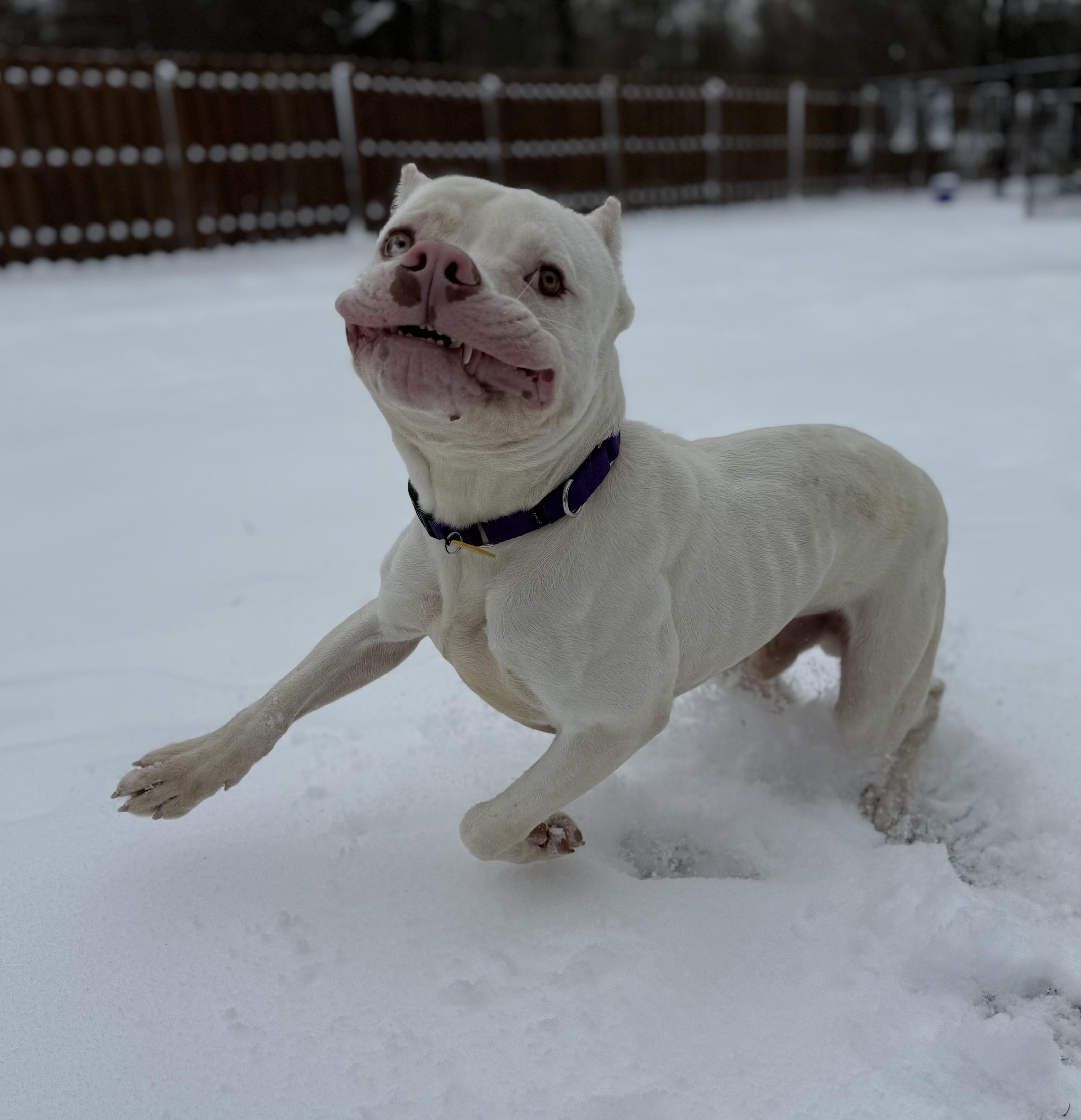 Enlarge Ranger, a ADOPTABLE mixed breed in Cleveland, OH image 5/5
