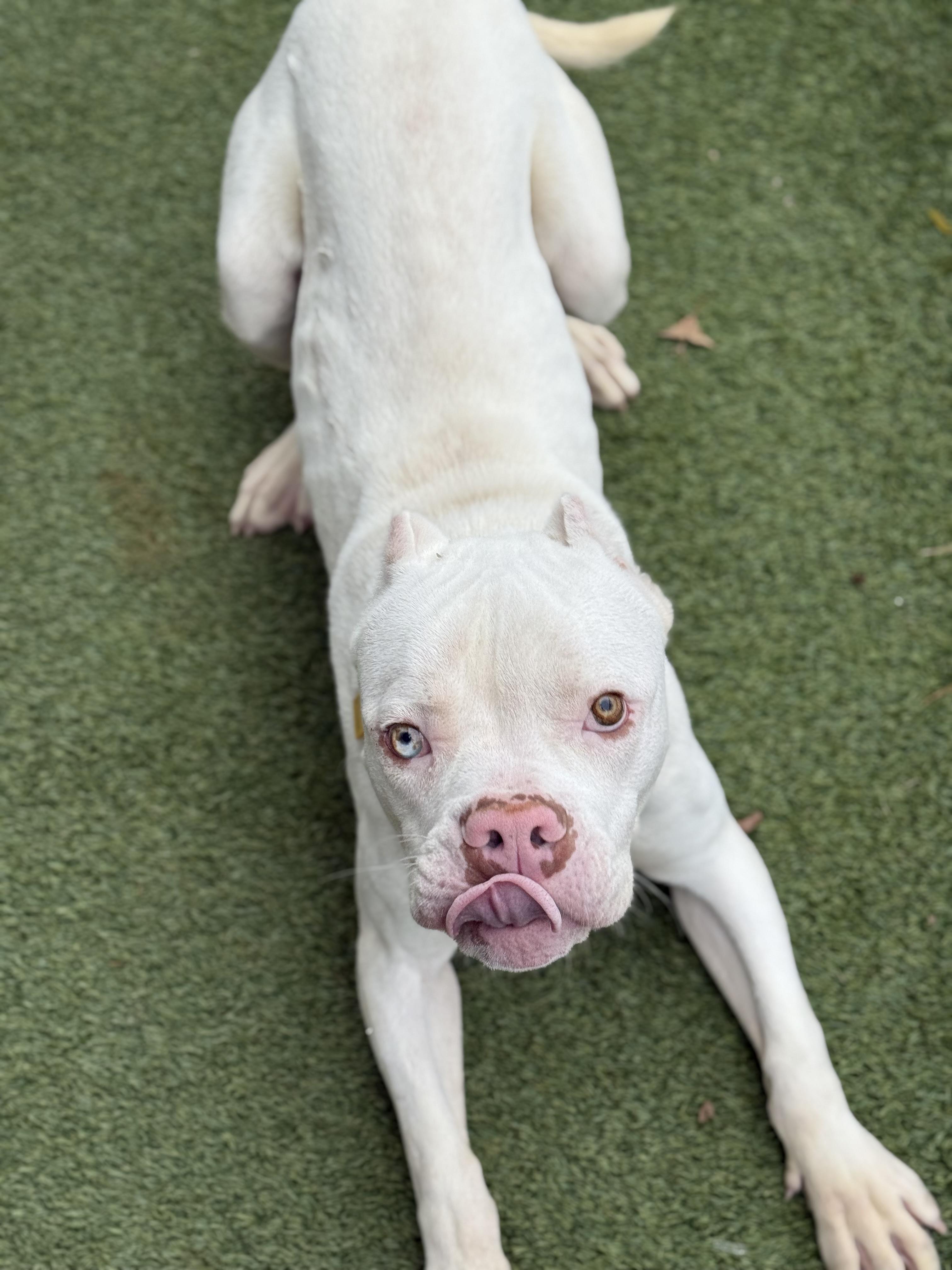 Enlarge Ranger, a ADOPTABLE mixed breed in Cleveland, OH image 3/5