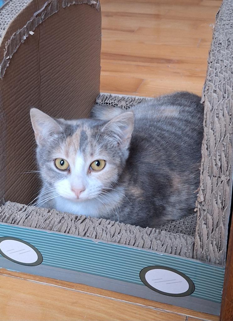 Pascala, Adoptable, Young Female Domestic Short Hair.