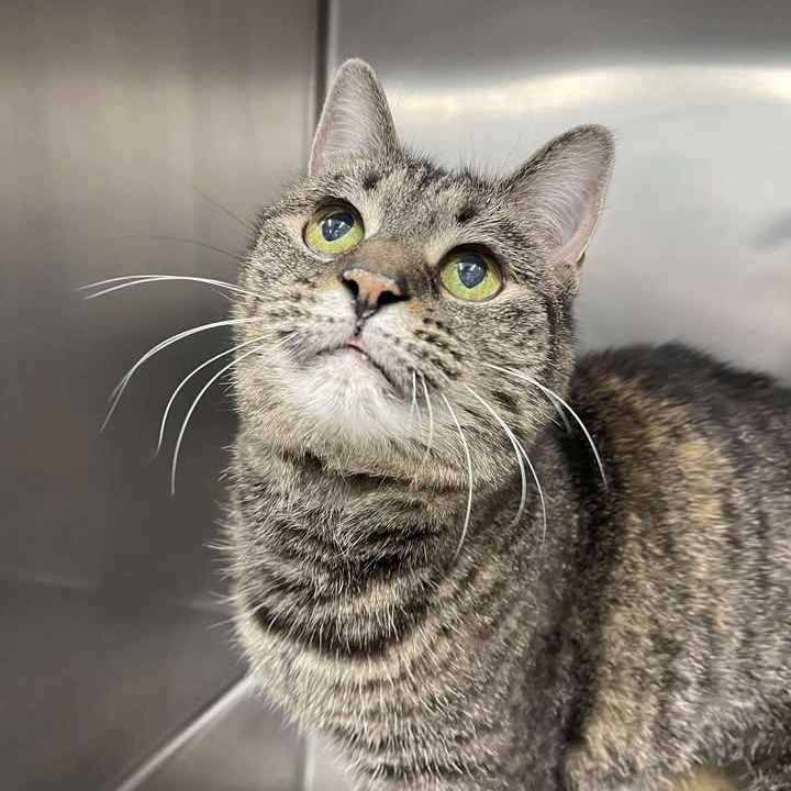 Thumb, ADOPTABLE, Adult Female Domestic Short Hair.