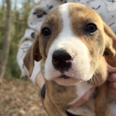 Fiyero, Adoptable, Puppy Male Mixed Breed & Mixed Breed.