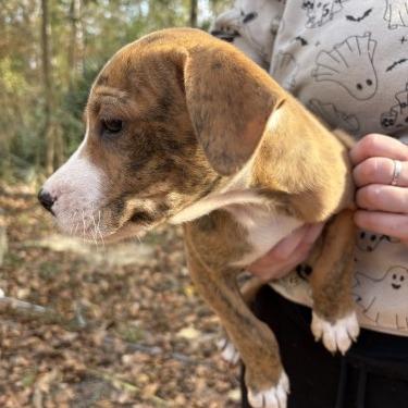 Enlarge Fiyero, a Adoptable mixed breed in QUINCY, FL image 2/2