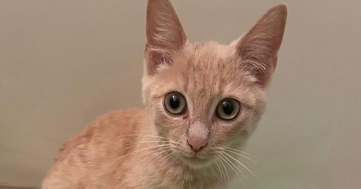 Percy, Adopted, Kitten Male Domestic Short Hair.
