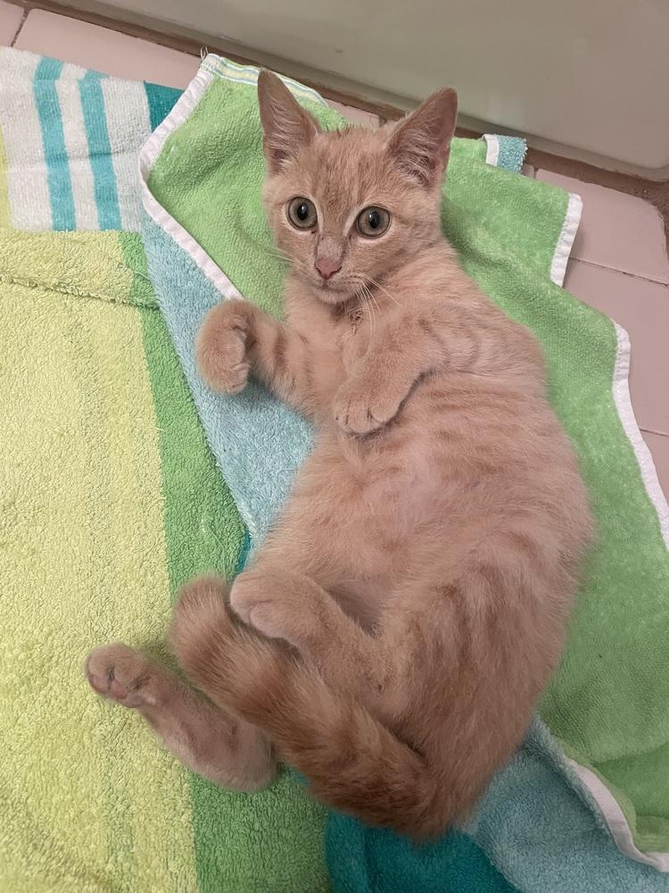 Enlarge Percy, a Adopted Domestic Short Hair in Ferndale, MI image 2/2