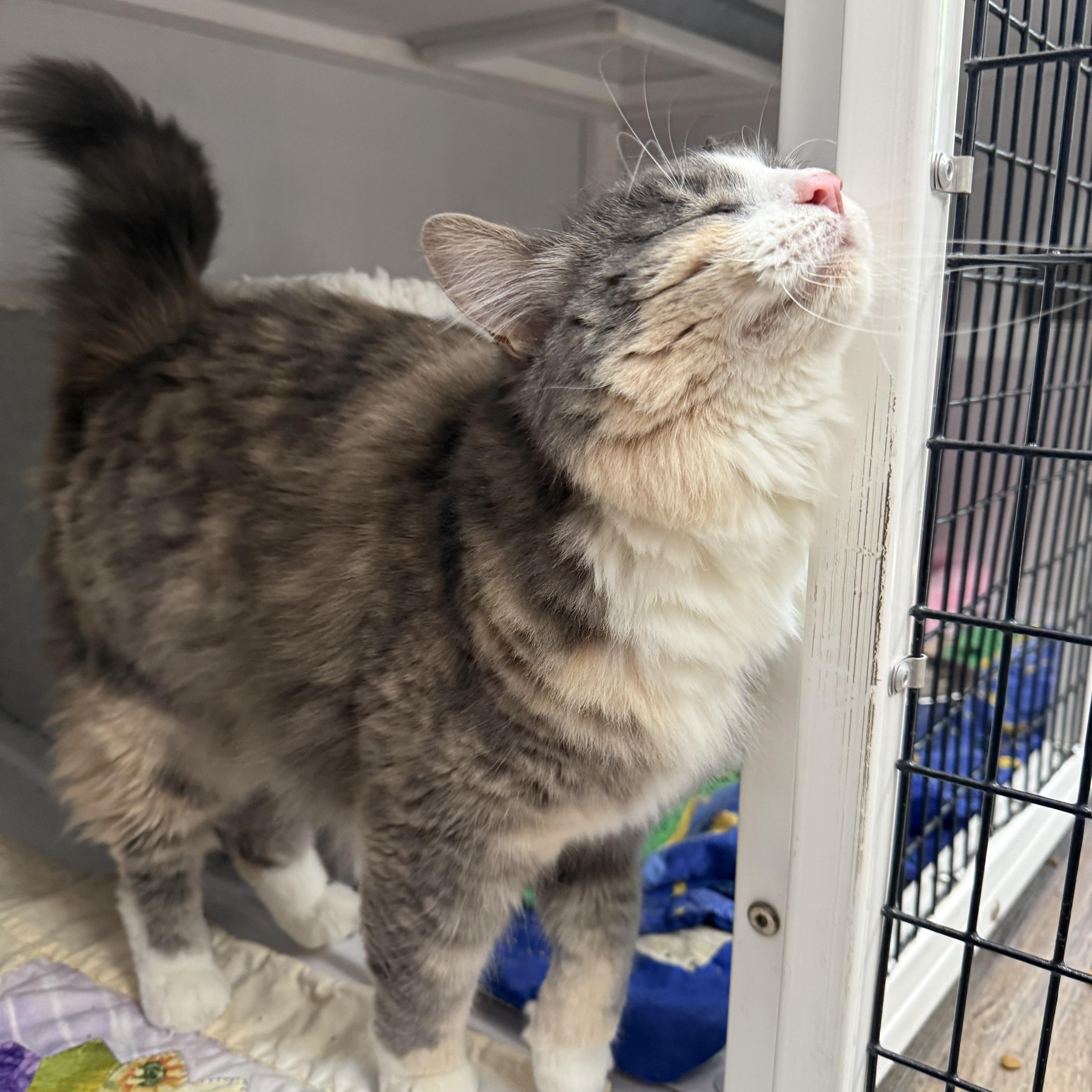 Ivy & Tiny, a Adoptable Domestic Medium Hair in Oconto, WI image 4/4