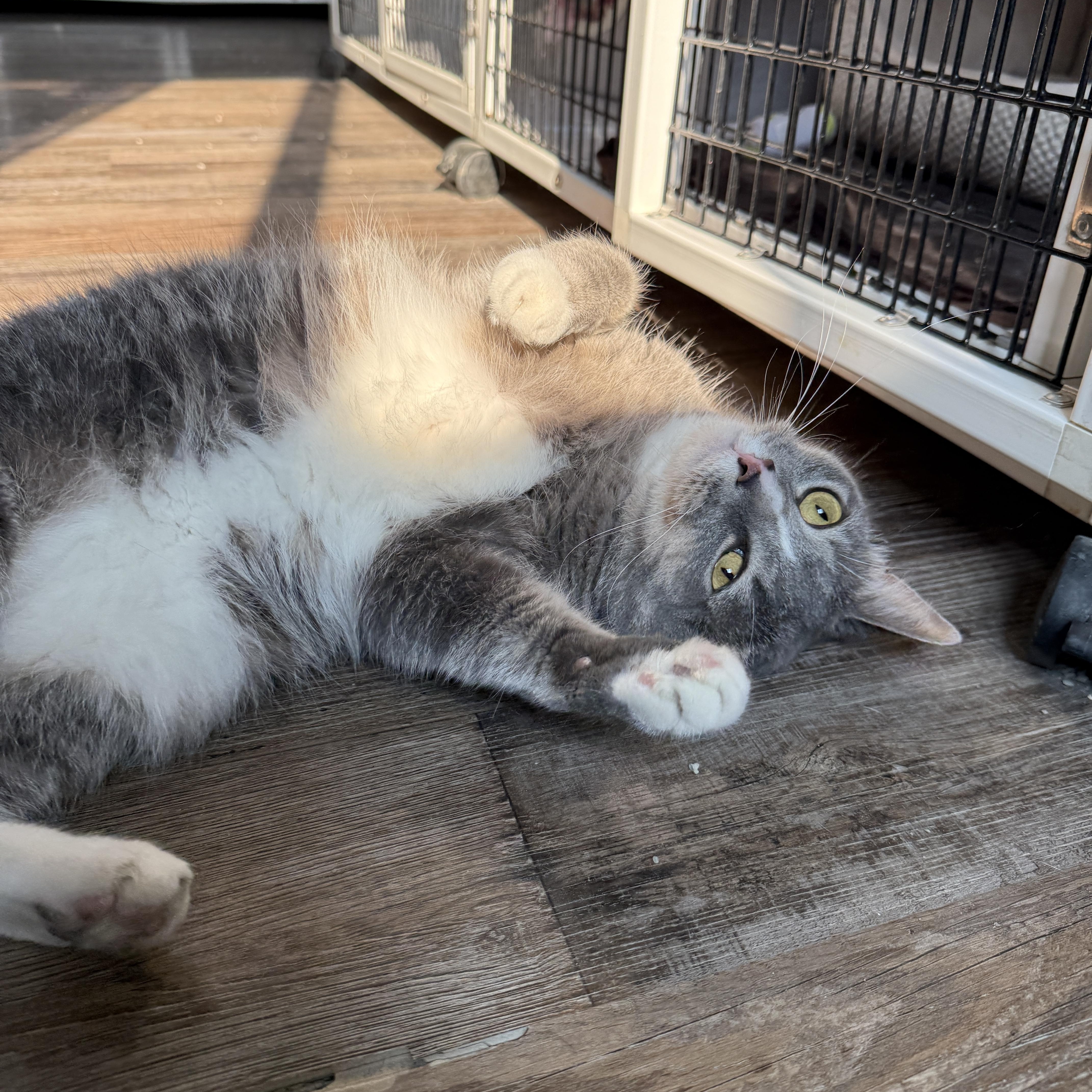 Ivy & Tiny, a Adoptable Domestic Medium Hair in Oconto, WI image 2/4