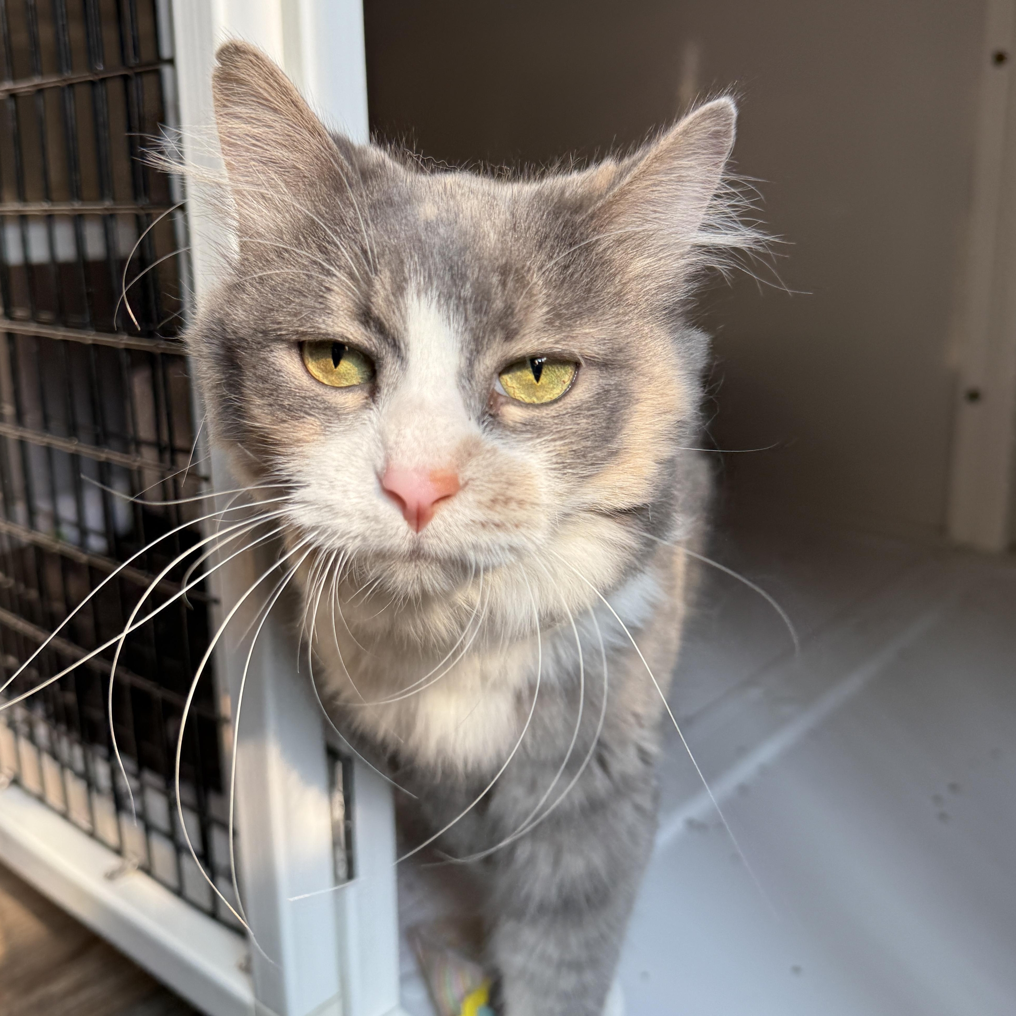 Ivy & Tiny, a Adoptable Domestic Medium Hair in Oconto, WI image 3/4
