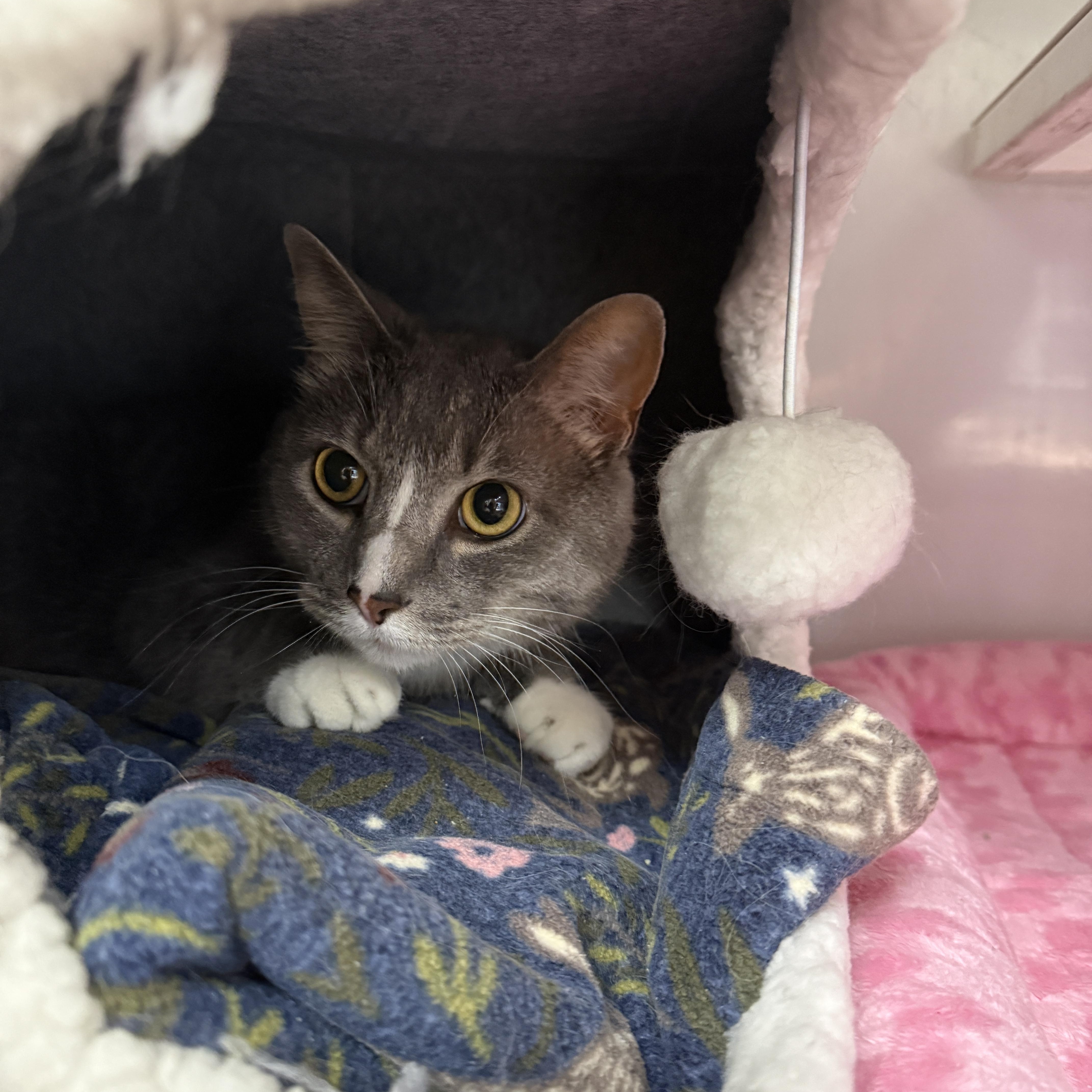 Ivy & Tiny, a Adoptable Domestic Medium Hair in Oconto, WI image 2/4