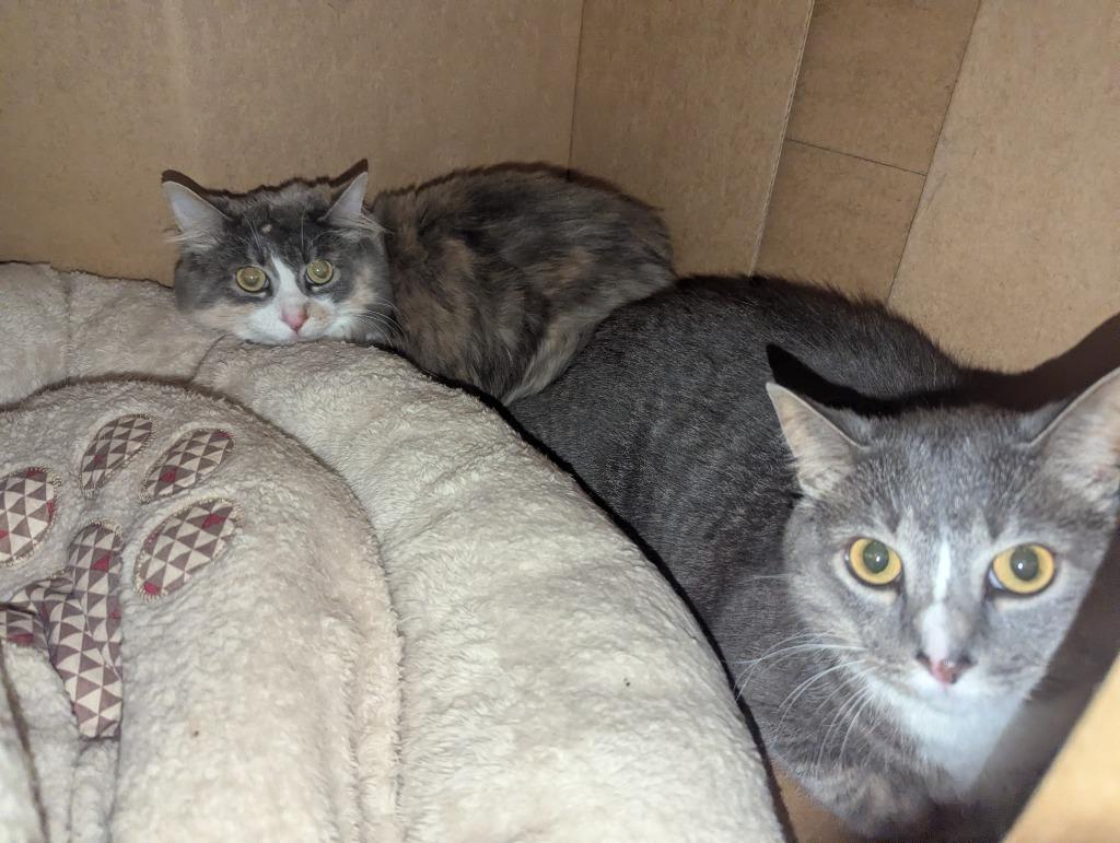 Ivy & Tiny, Adoptable, Adult Female Domestic Medium Hair.