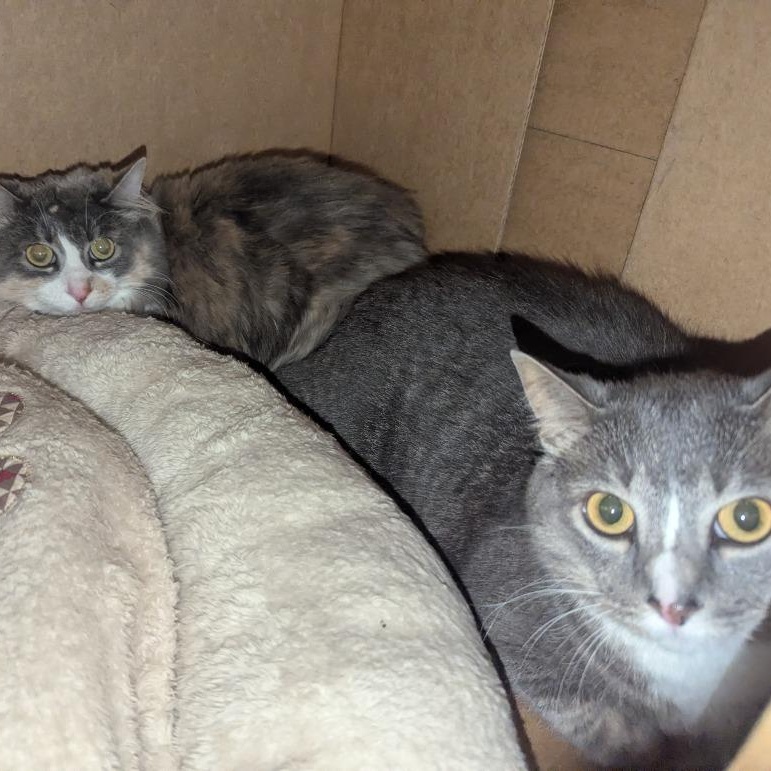 Ivy & Tiny, a Adoptable Domestic Medium Hair in Oconto, WI image 1/4
