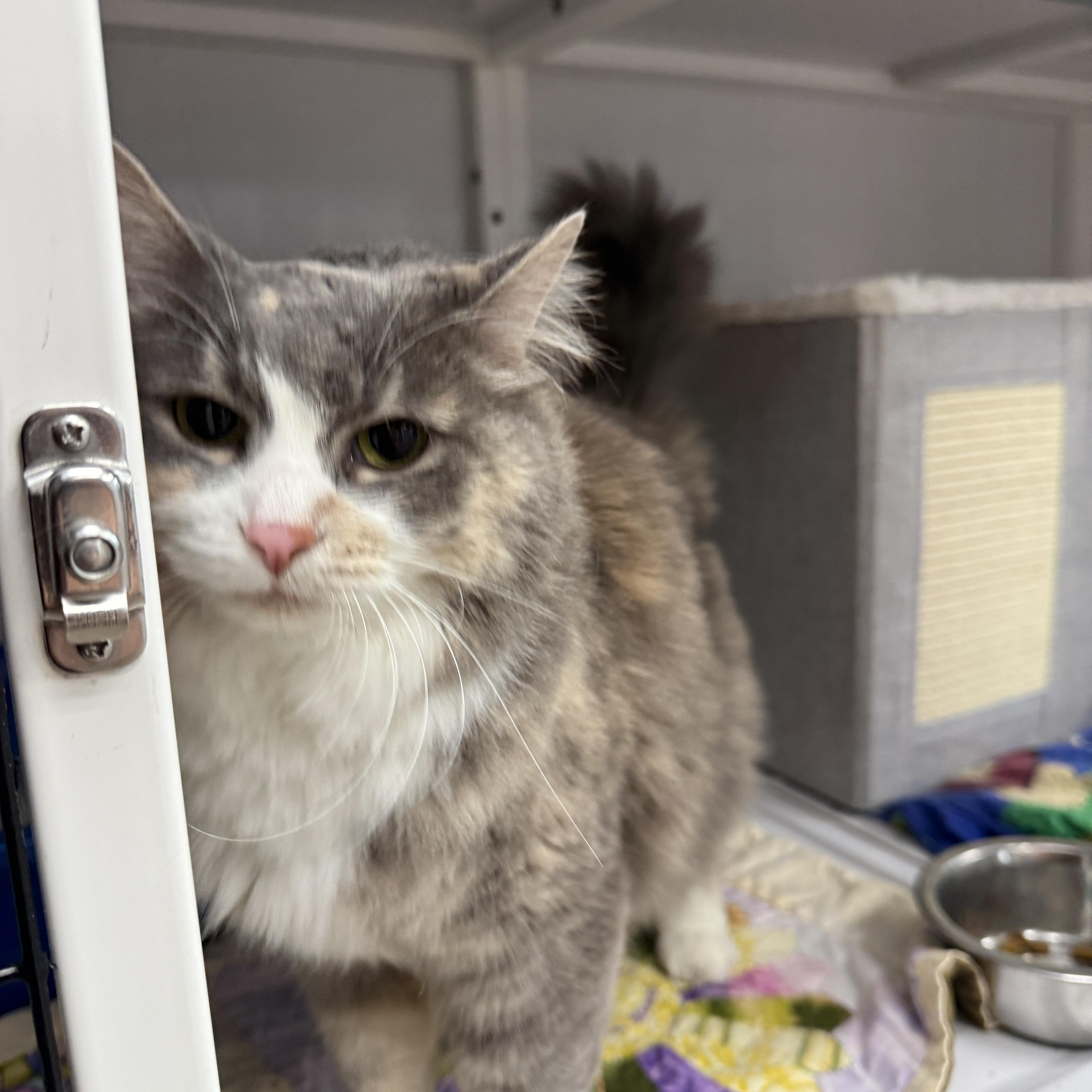 Ivy & Tiny, a Adoptable Domestic Medium Hair in Oconto, WI image 3/4